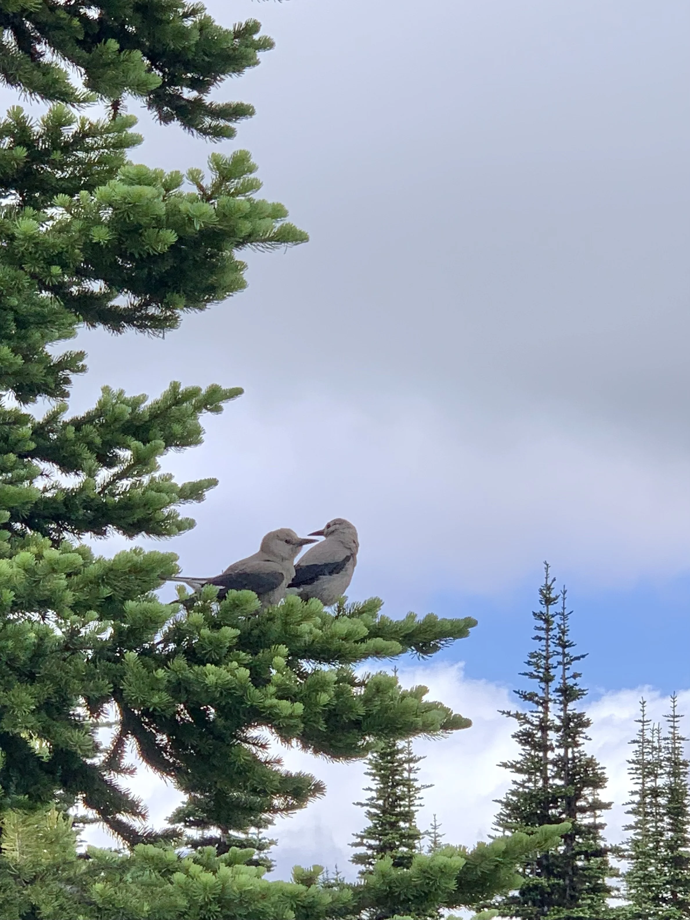 Mount Tahoma, WA (2020)