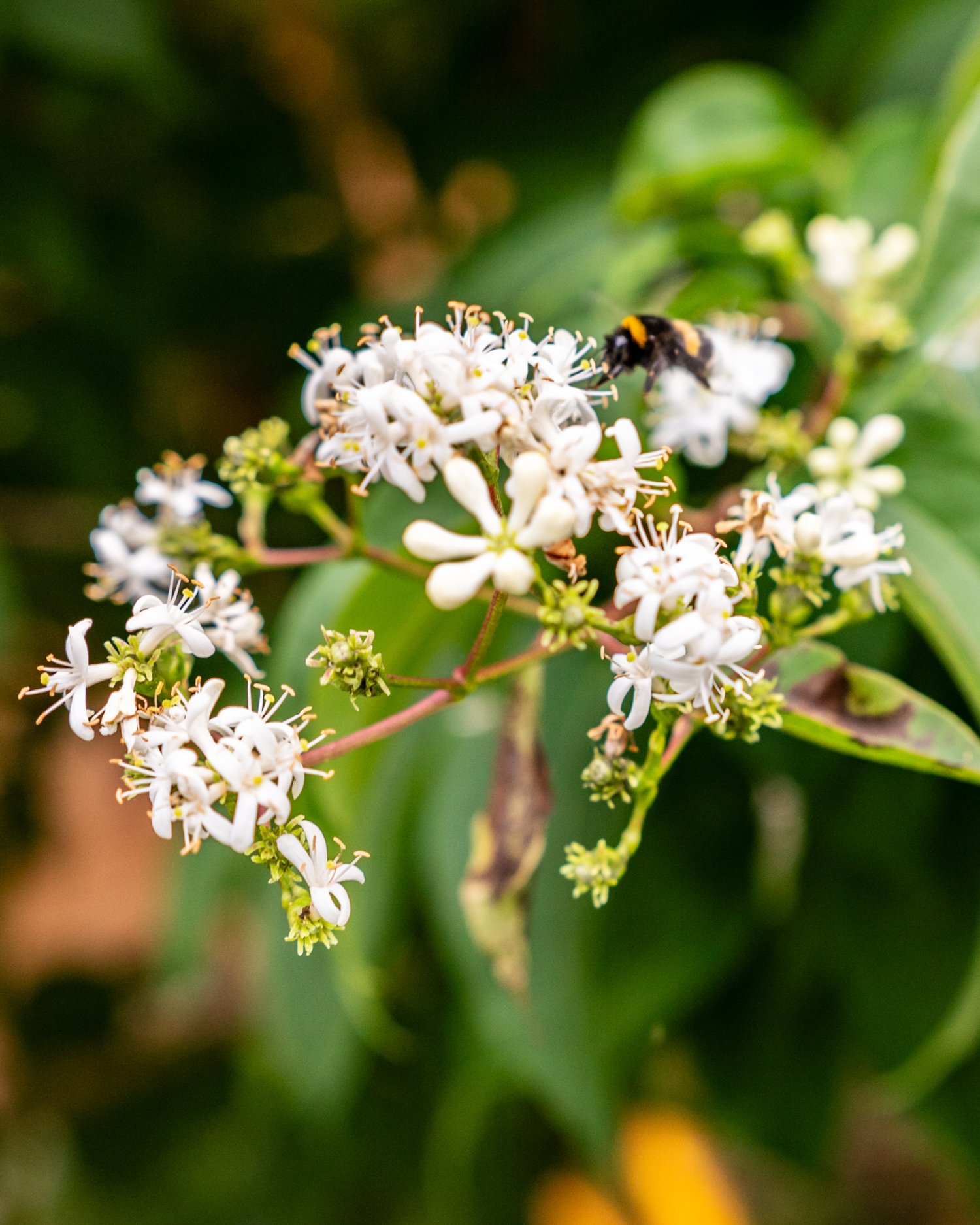 Wo es summt und brummt, lebt der Garten 🌸🐝
Wir lieben es, wenn unsere G&auml;rten lebendig sind &ndash; wenn Hummeln, Bienen und Schmetterlinge ihre Bahnen ziehen und die Pflanzen zum Leben erwecken. 💛

Darum gestalten wir bewusst insektenfreundli