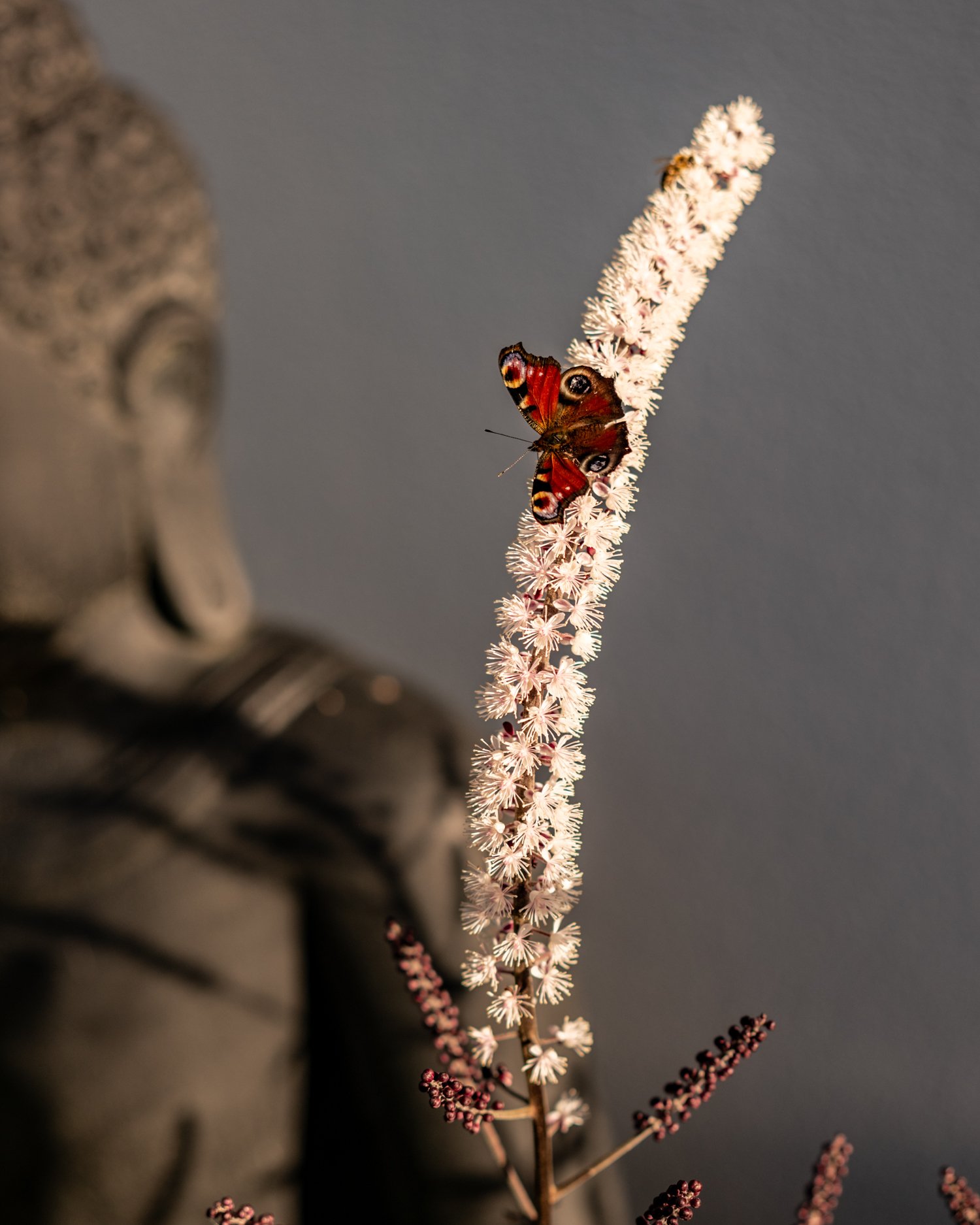 Der scheue Schmetterling zeigt uns, dass er sich hier wohlf&uuml;hlt &ndash; ein Zeichen daf&uuml;r, wie lebendig und harmonisch der Garten geworden ist. In der Abendsonne entfaltet er seine ganze Sch&ouml;nheit: warmes Licht, viel Gr&uuml;n und eine