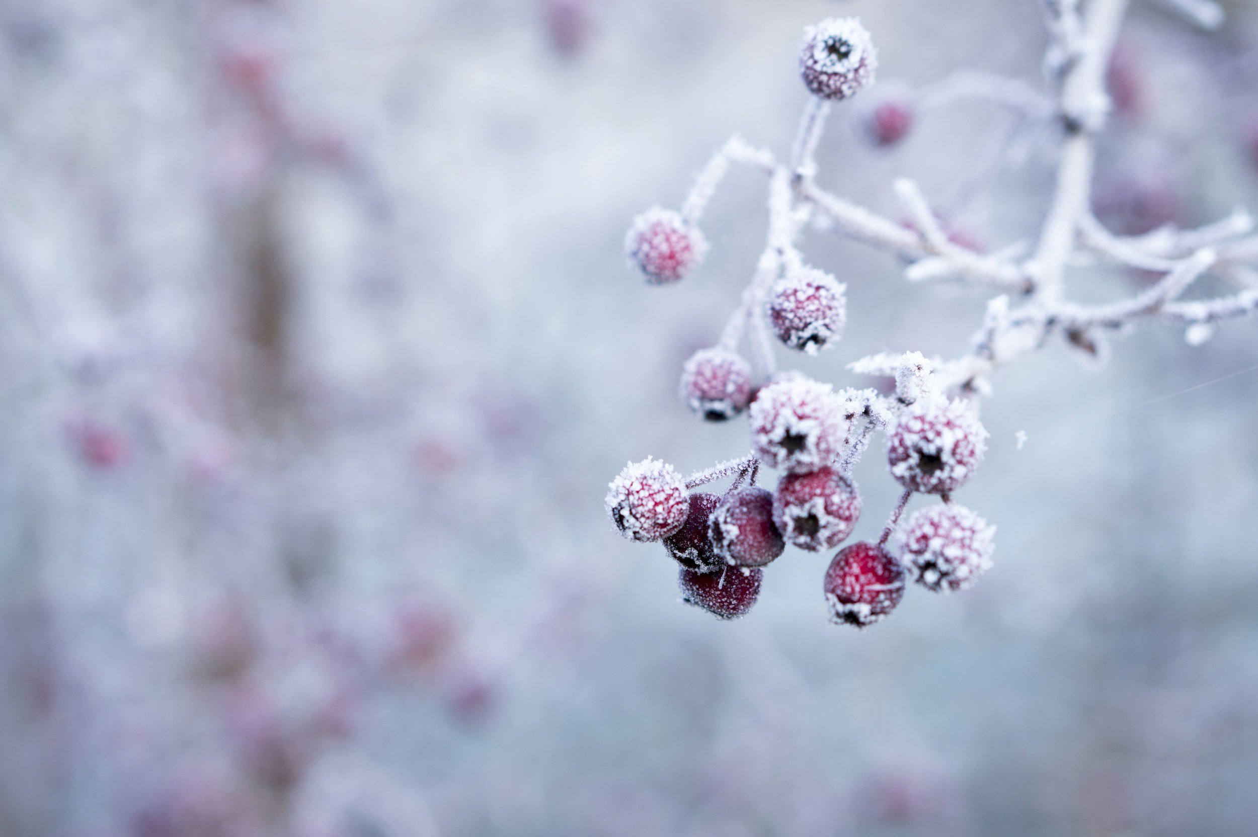 Garten im Winter