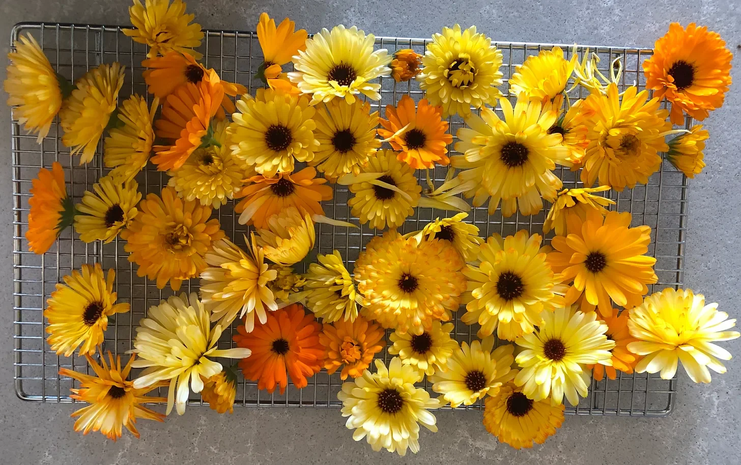 Calendula, calendula everywhere….
