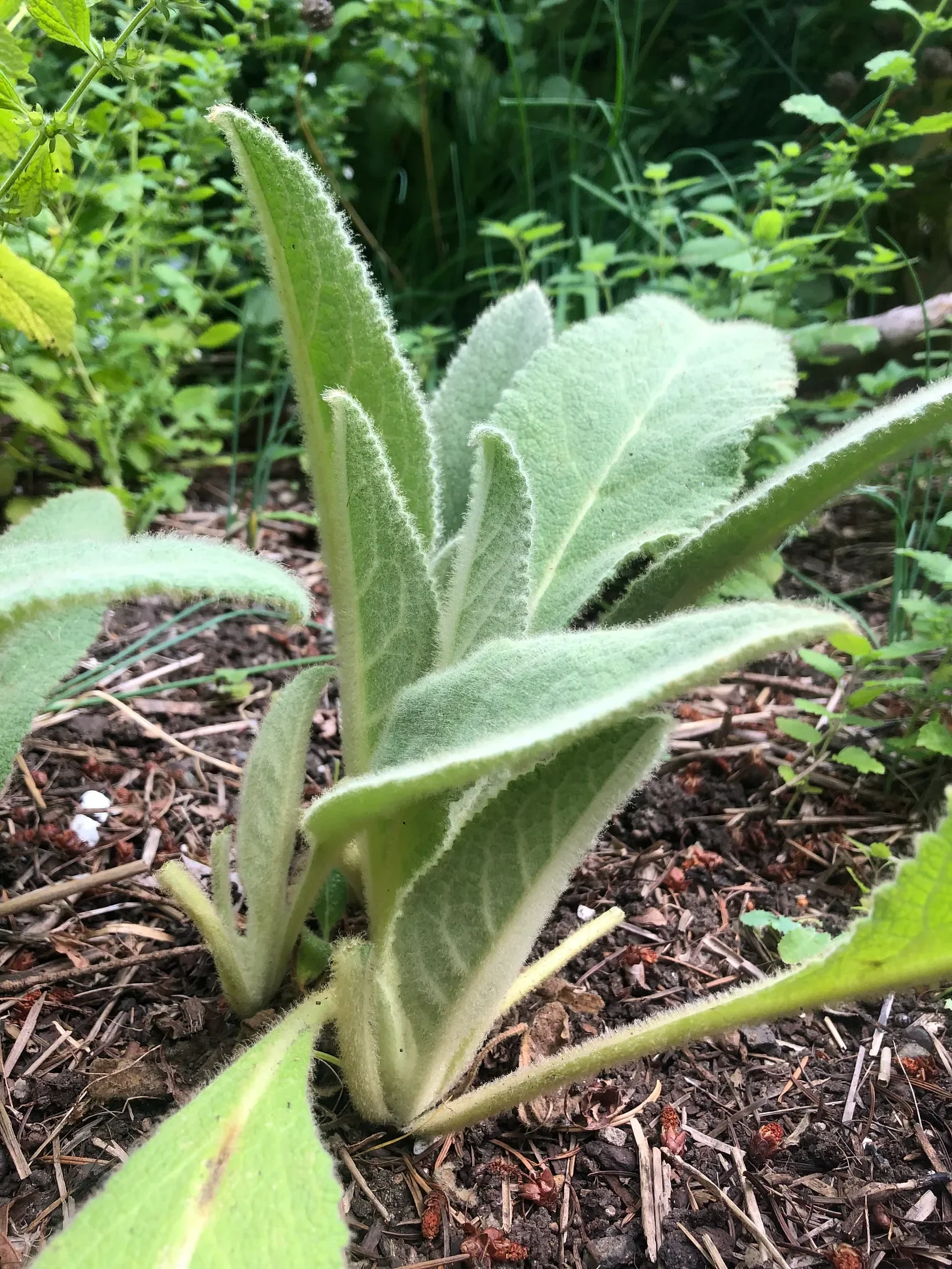 Mullein for Wildfire Smoke Relief