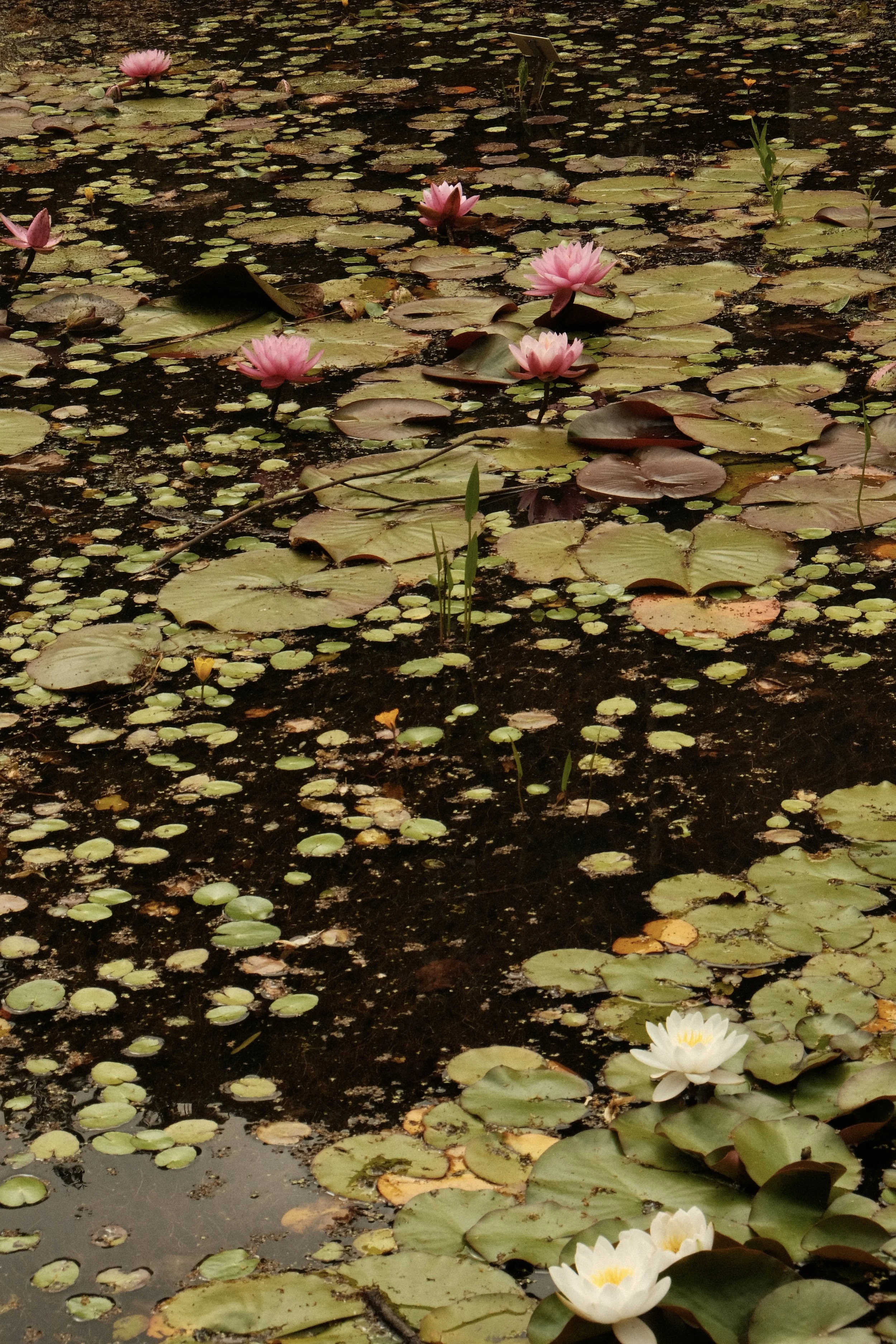 DSCF5806.JPG