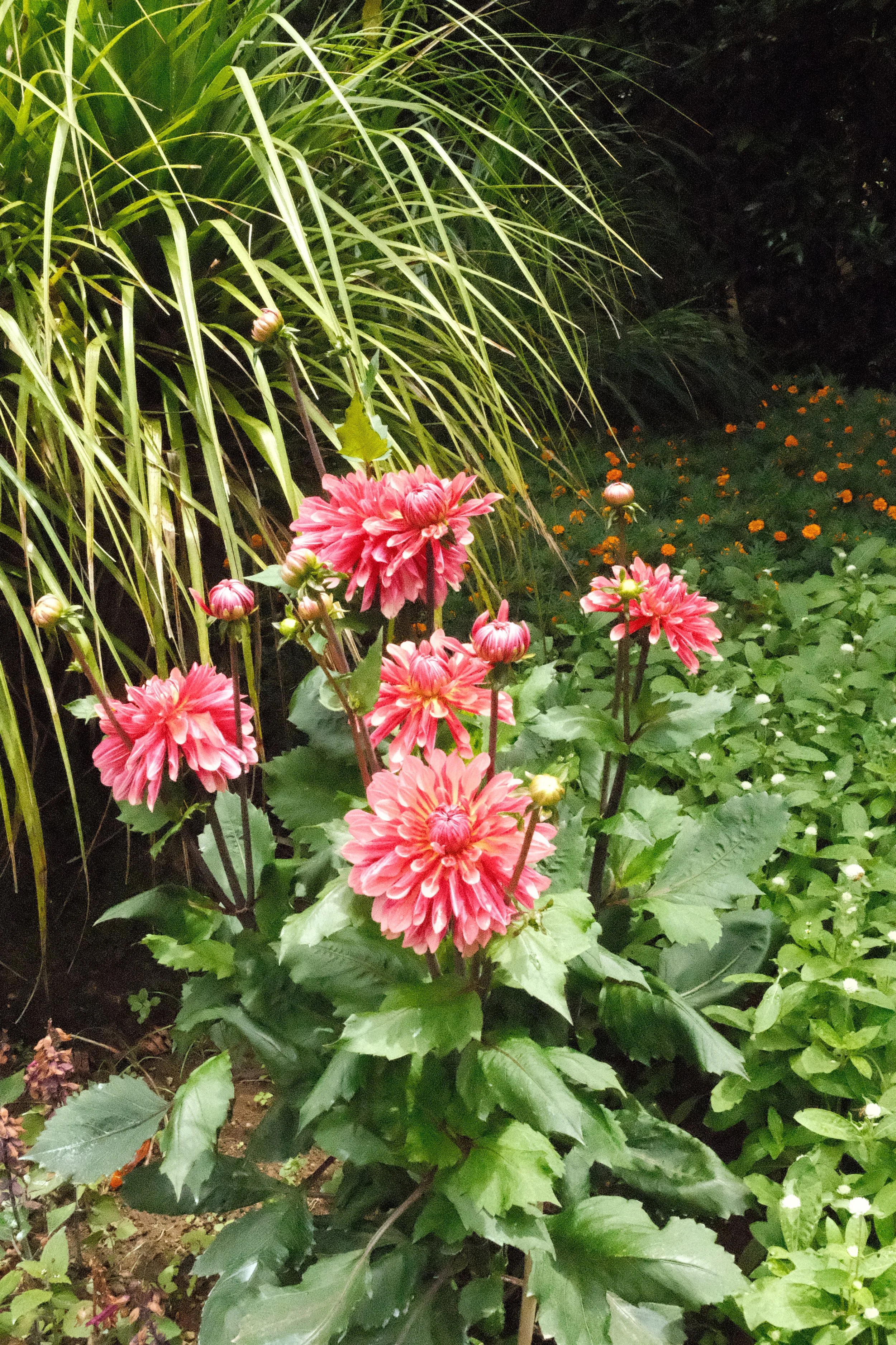 DSCF6997.JPG