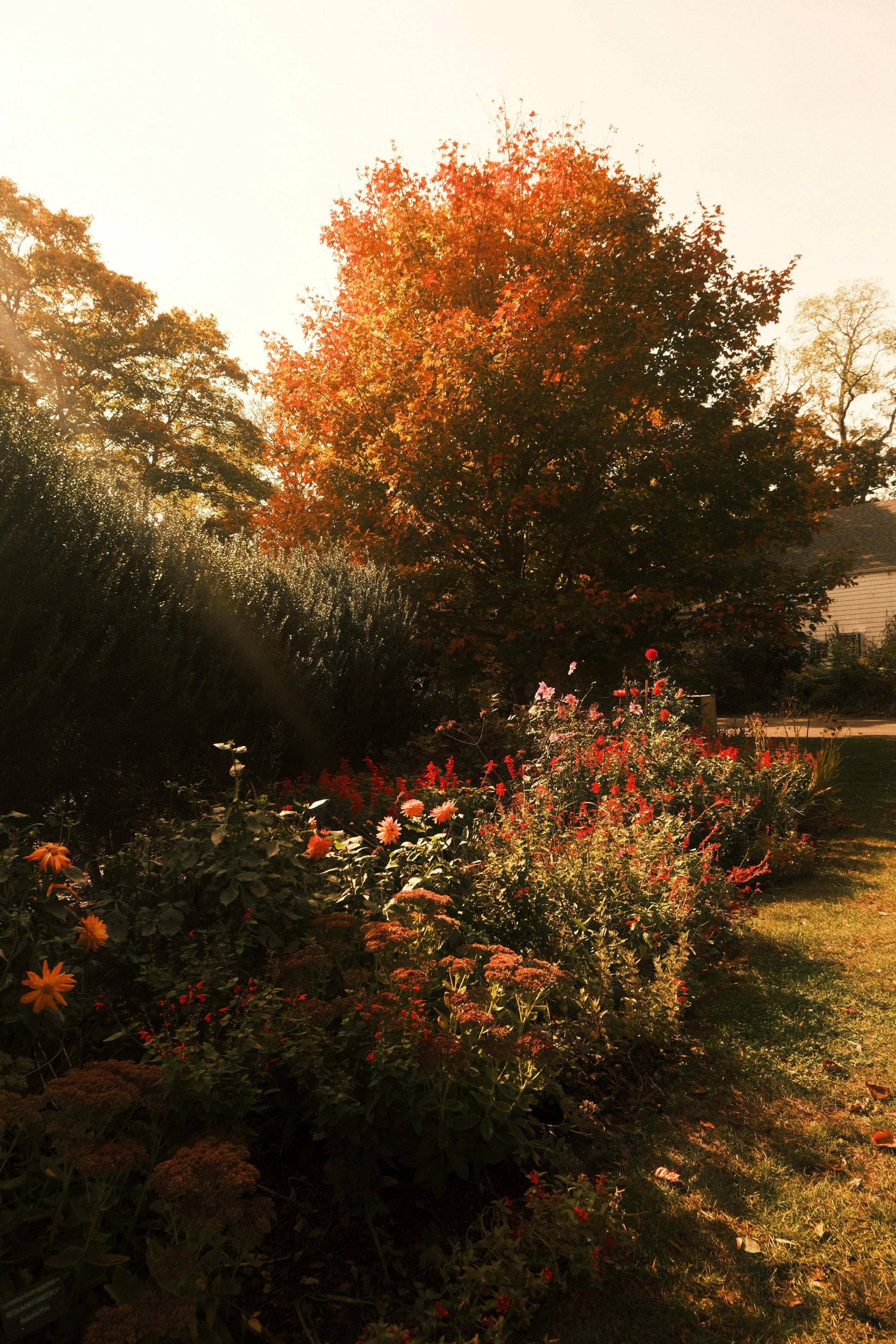 DSCF7381.jpg