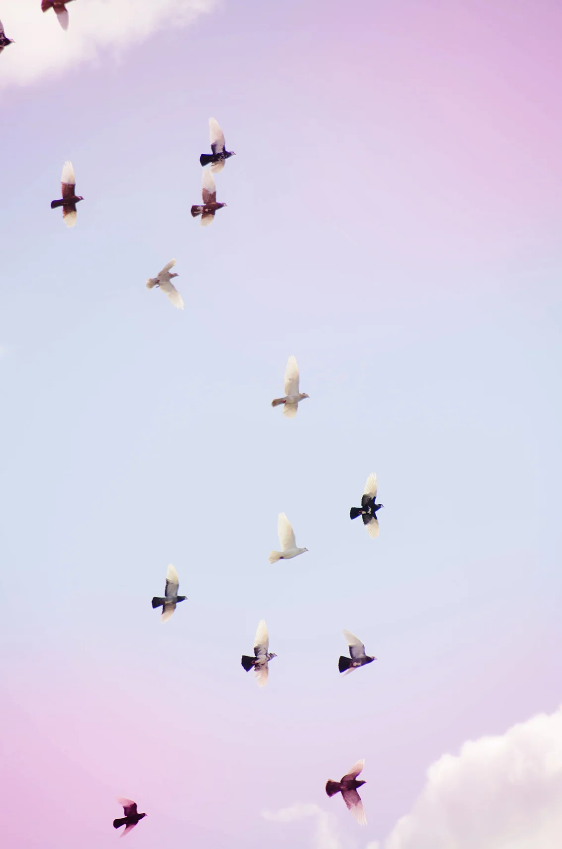 pigeons2.jpg