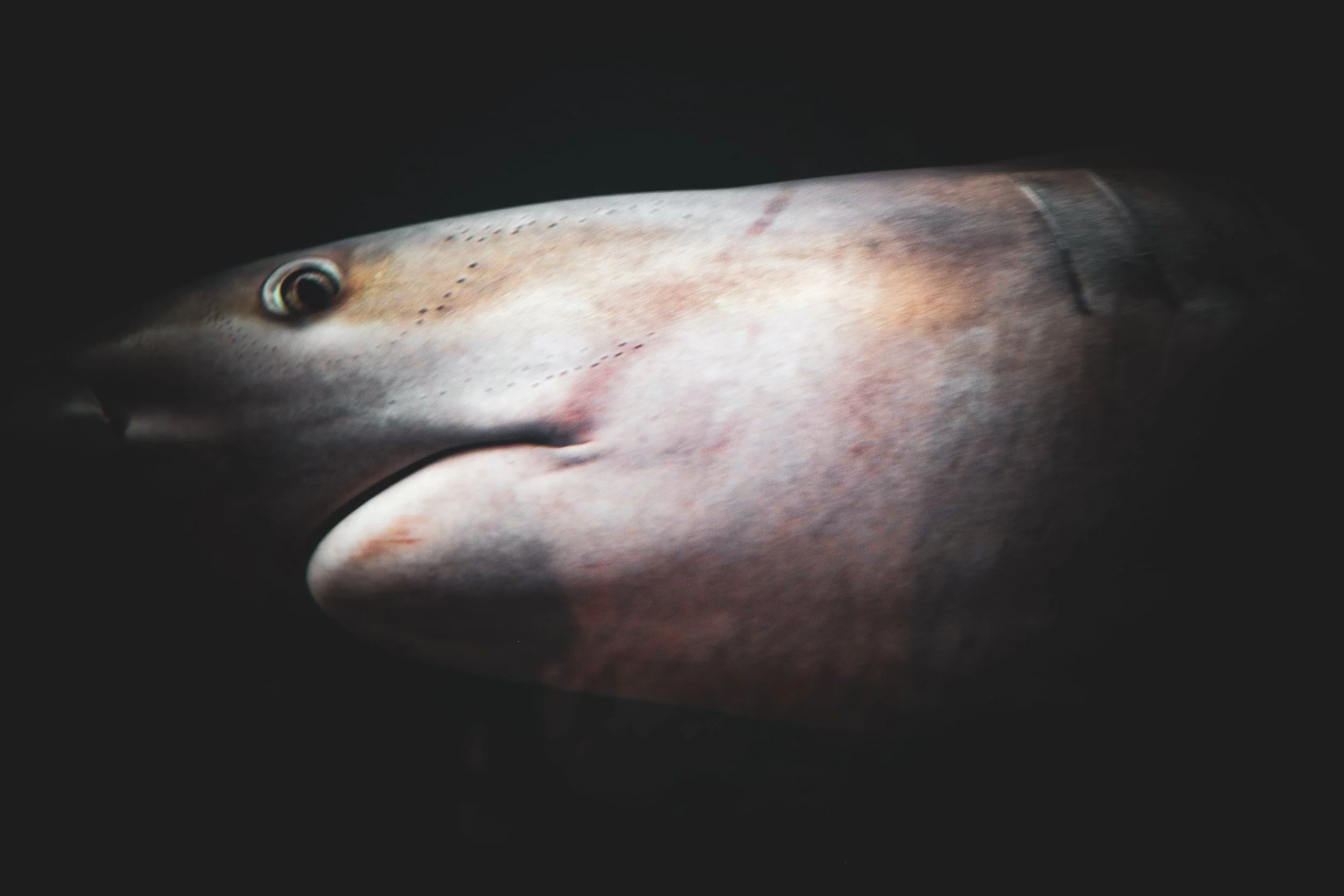 DFWaquarium-37.jpg