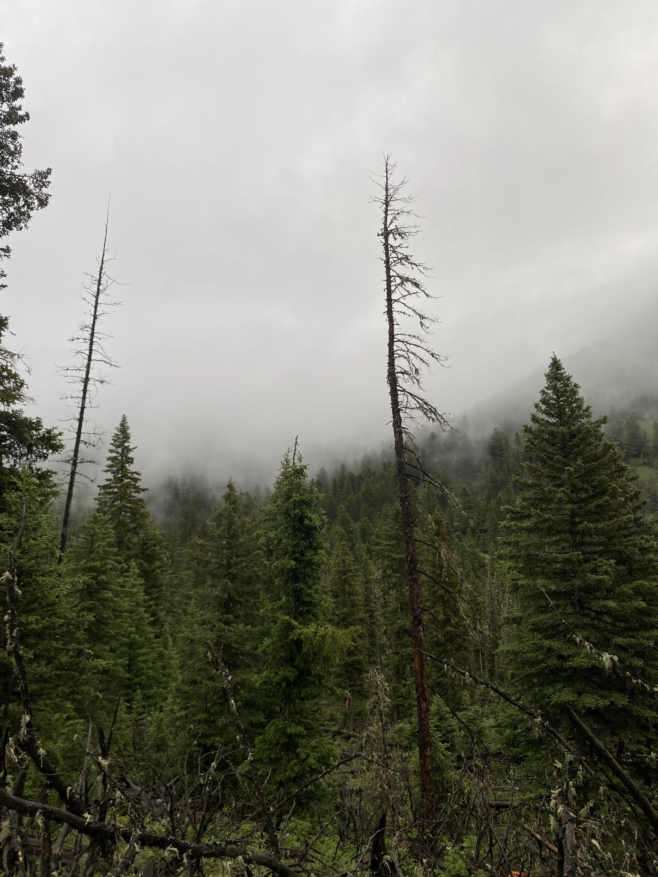 North Fork Special: A poem collection