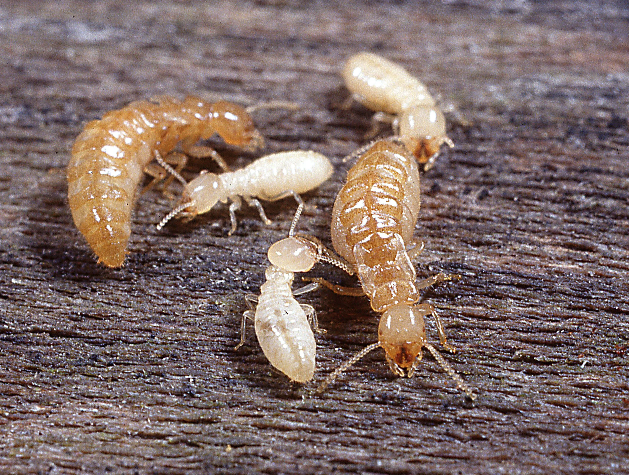 Termite & Pest Inspections (VA Loans Included) — Pineland Home Inspections