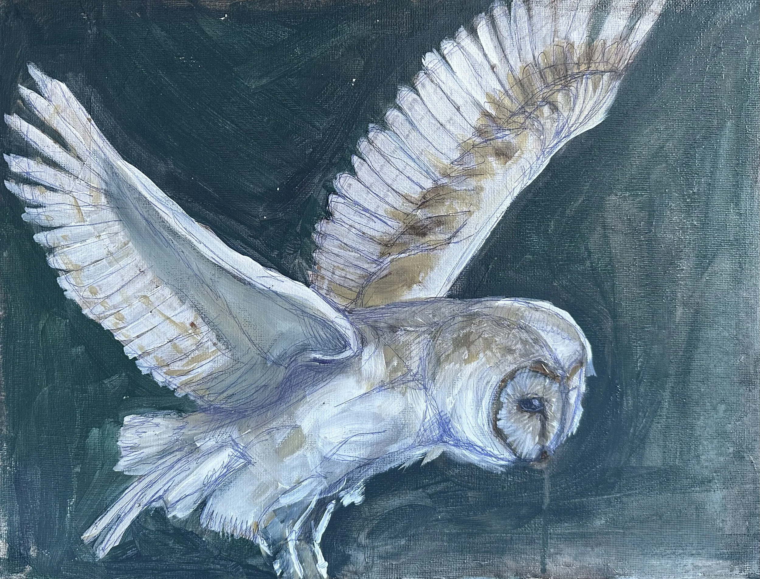 Owl study