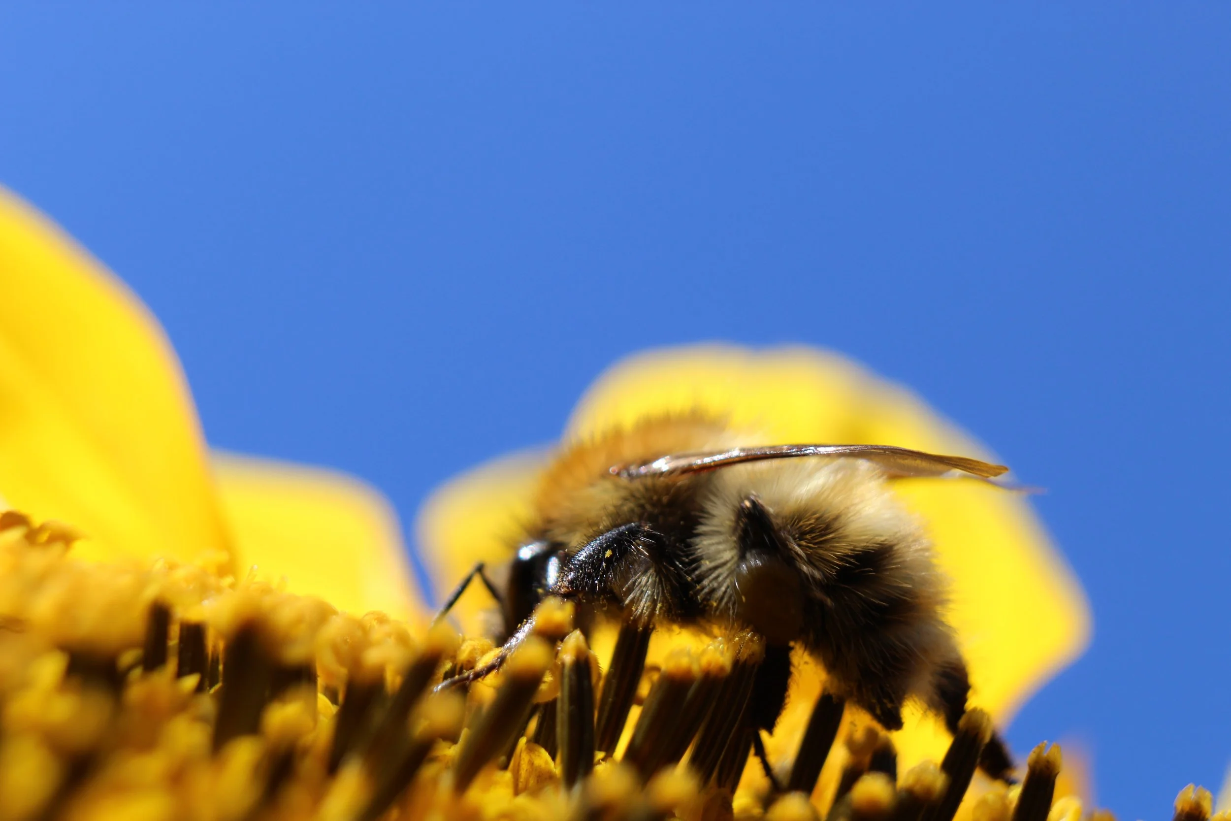 Close-up of a bee collecting nectar from a yellow sunflower against a bright blue sky.