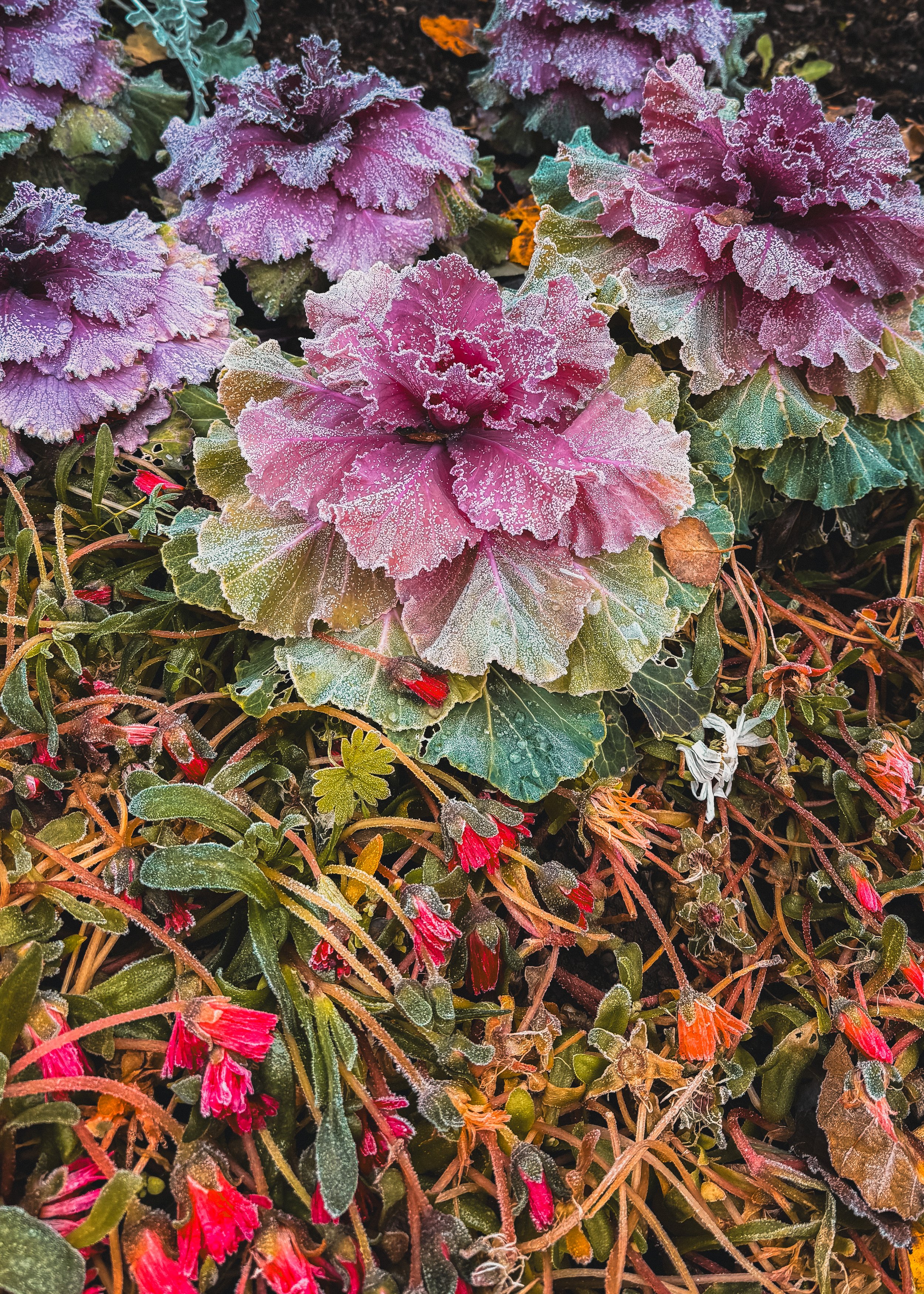 Lystigarður - Folk Tale