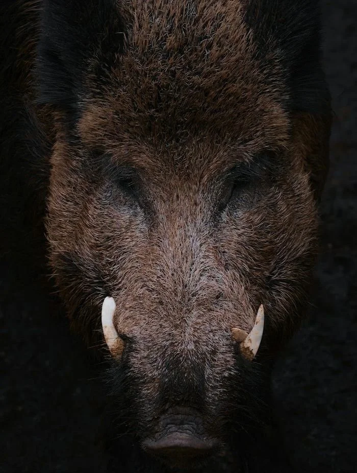 Feral. 