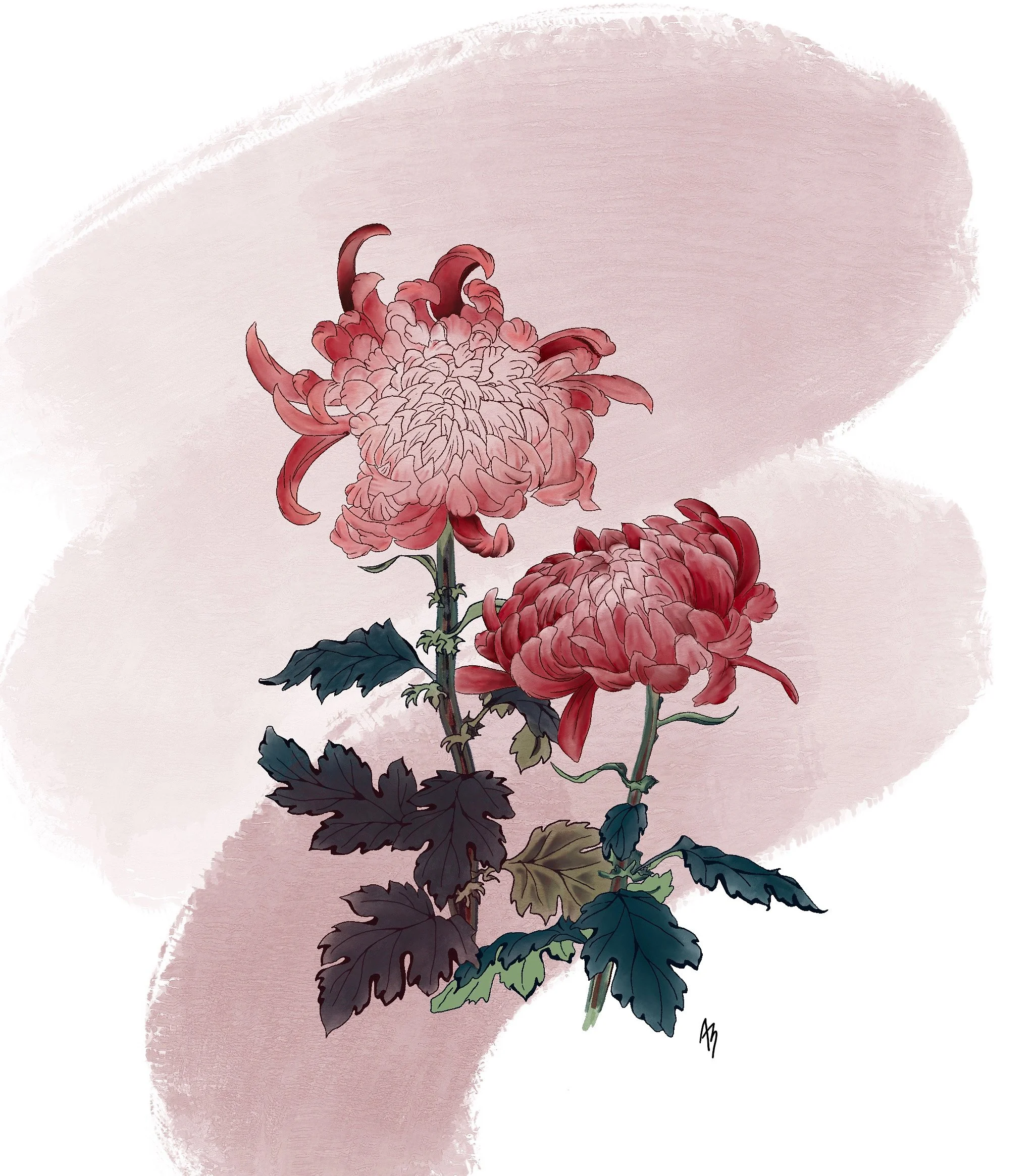 Japanese Chrysanthemum