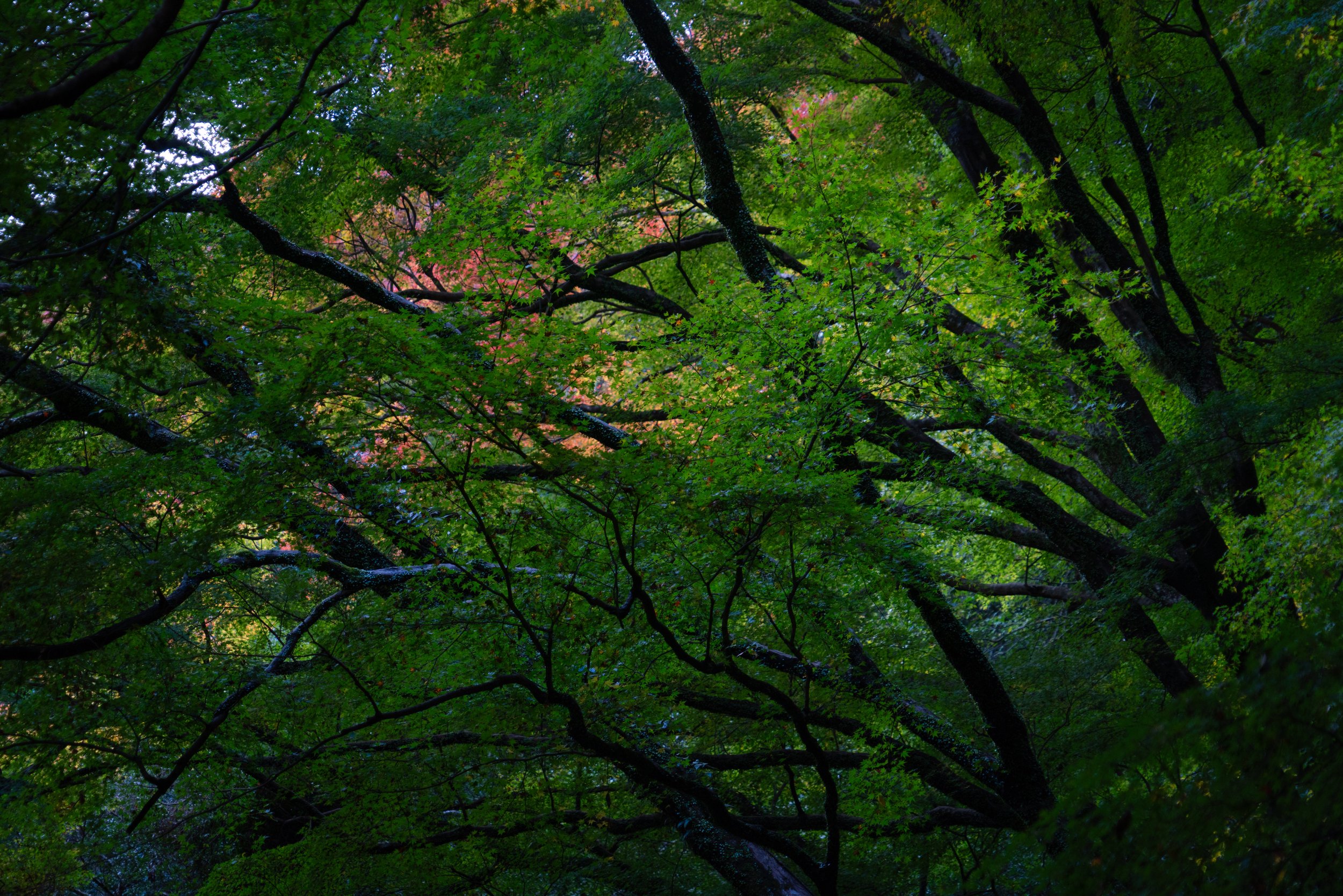 DSC04129.jpg