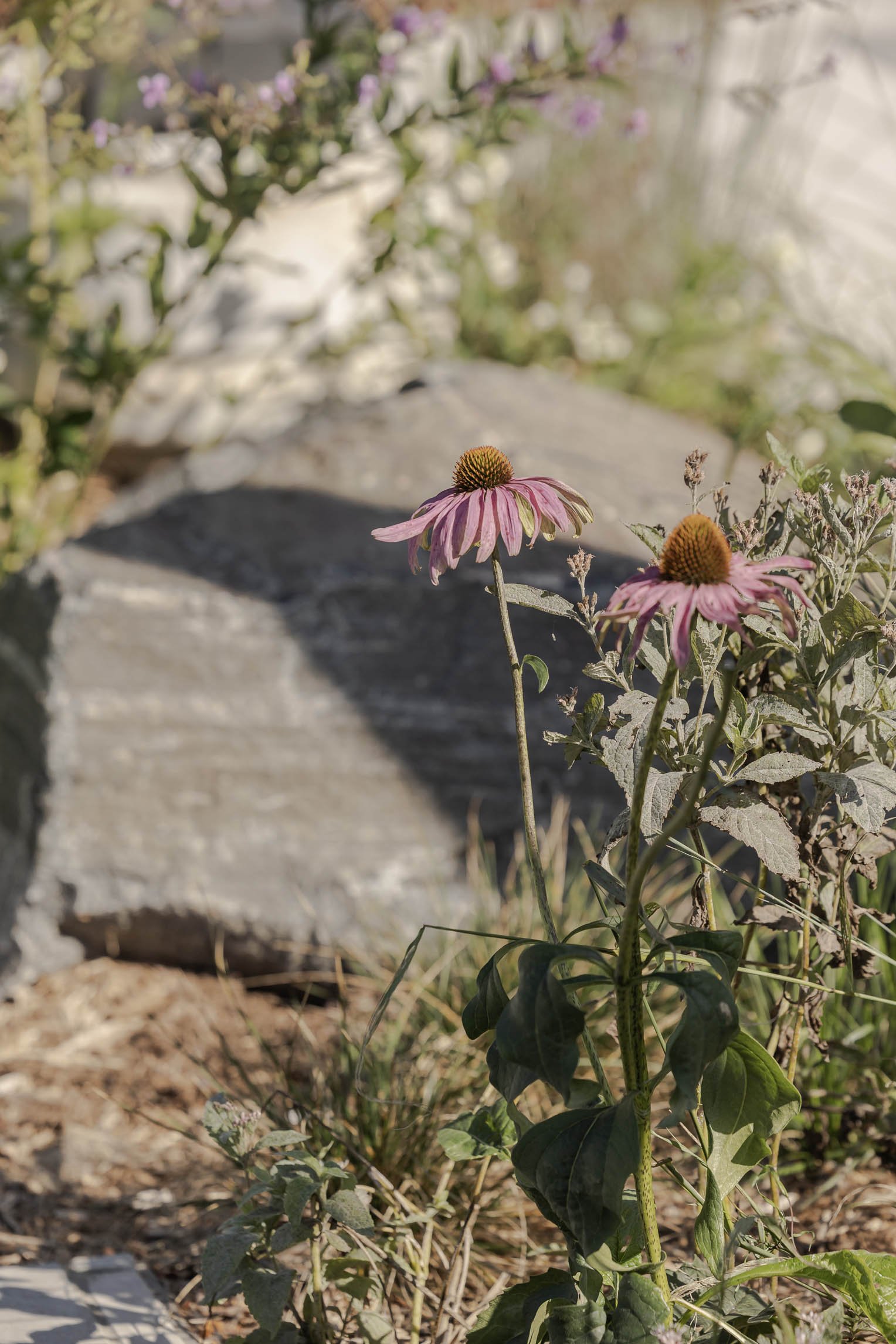 DUFFERIN-FINCH_00247.jpg