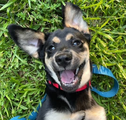 South Charlotte Dog Rescue