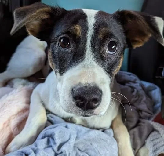 South Charlotte Dog Rescue