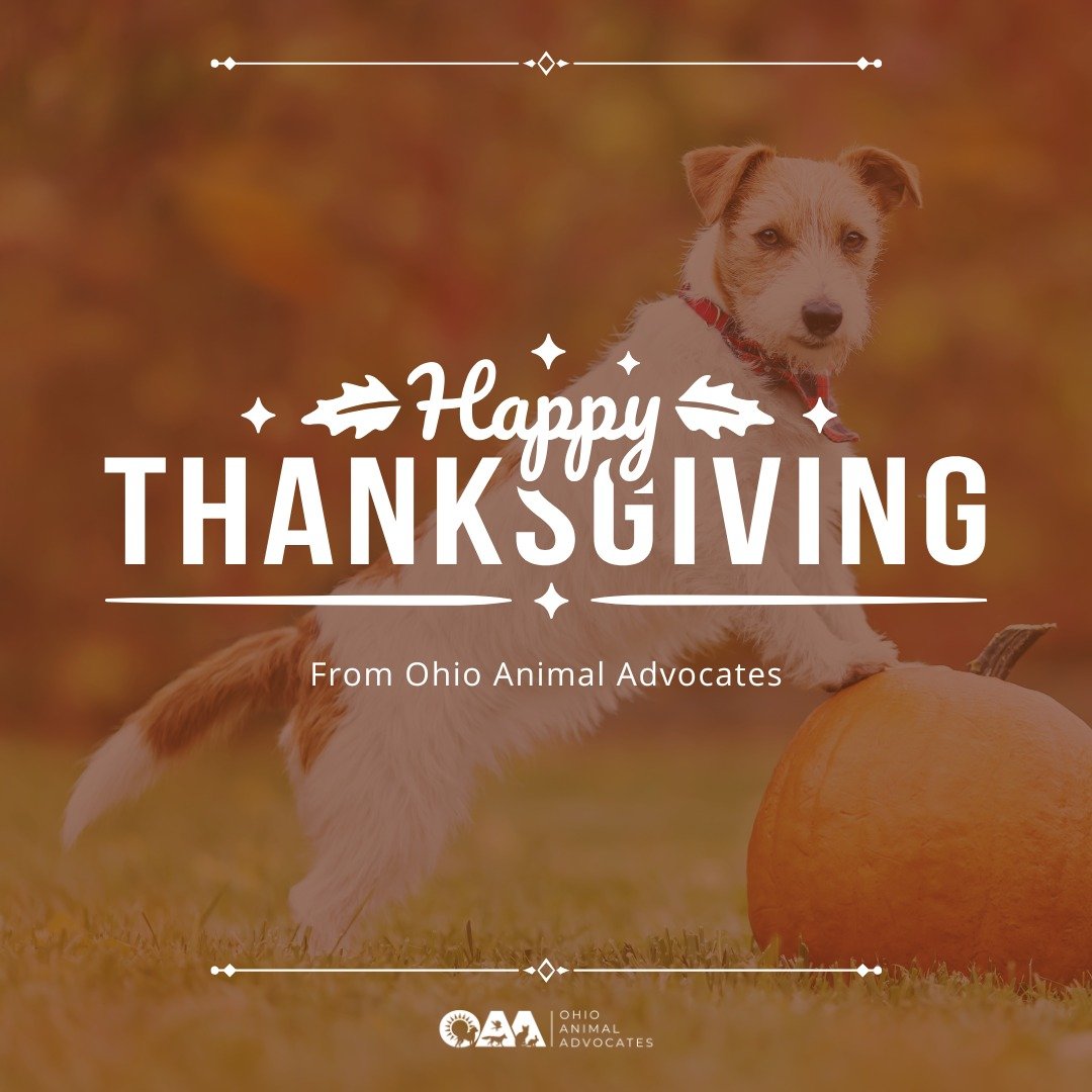 Happy Thanksgiving from all of us at Ohio Animal Advocates! 🍂🦃 We are incredibly grateful for the support of our community and the difference we&rsquo;re making together for animals in need. Wishing you a joyful and peaceful holiday! 🐾💙 #Thankful