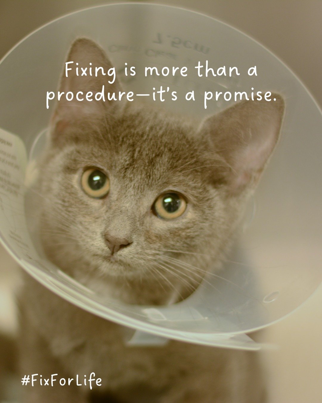 🐾 Fix For Life is more than a tagline&mdash;it&rsquo;s a movement.
We&rsquo;re proud to join @UnitedSpayAlliance in spreading this powerful message across Ohio: fixing saves lives, strengthens communities, and shows love in action. 💙
👉 Learn more 