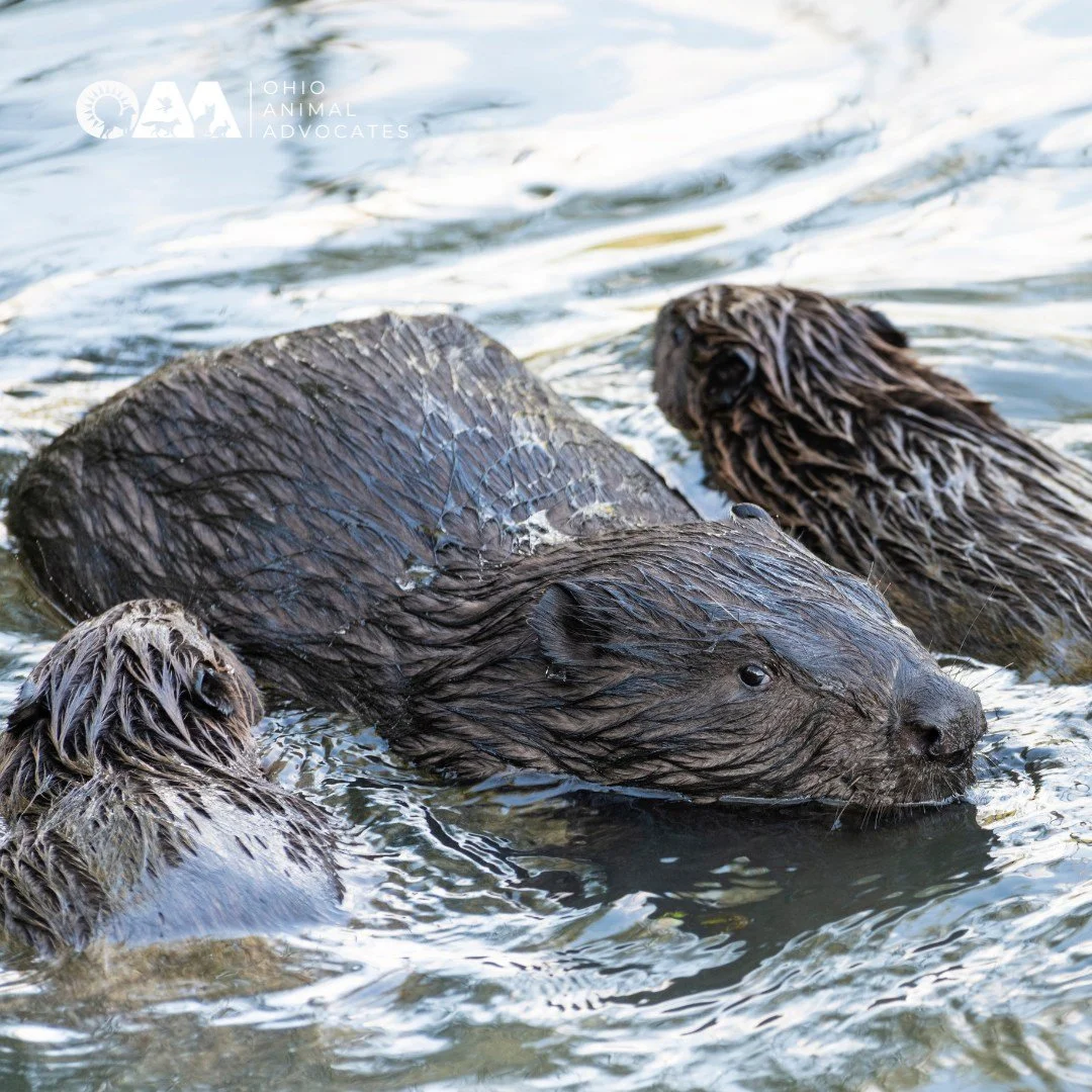 🦫 Beavers are back in Ohio&mdash;and they&rsquo;re building more than dams!
Once wiped out, these ecosystem engineers are making a powerful comeback, restoring wetlands and supporting biodiversity across the state. 🌿💧

Learn how these resilient ro