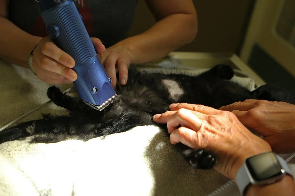 🎉 500 cats fixed in one day! Operation Catnip just reached an incredible milestone&mdash;100,000 community cats spayed/neutered since 1998. 💉🐱

With 160 volunteers and 30 vets, this high-volume clinic proves what&rsquo;s possible when a community 