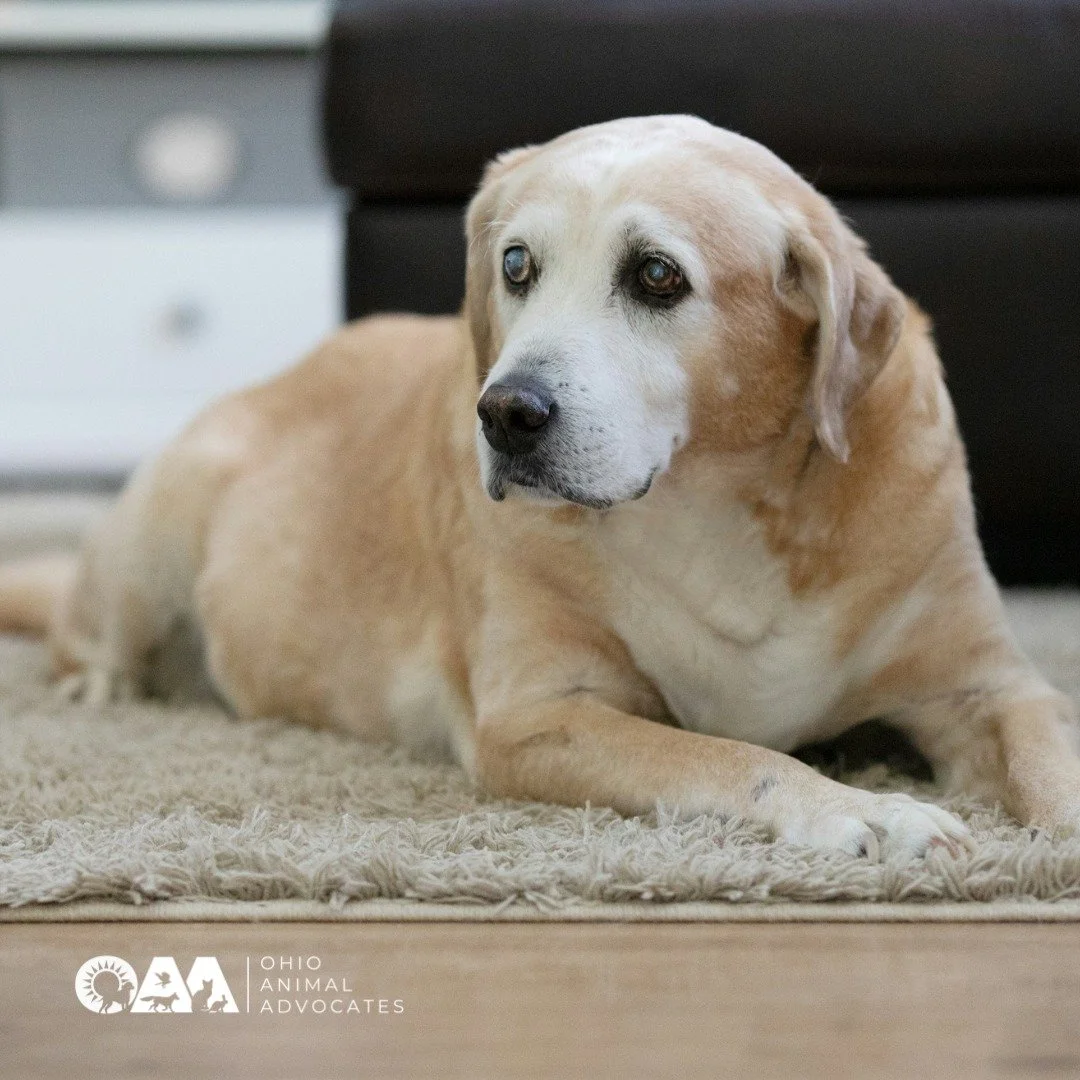 Grieving a beloved pet is never easy,but you're not alone. 💔 Explore support resources, coping tips, and meaningful ways to honor your pet's memory in our latest post!

https://www.ohioanimaladvocates.org/news/navigating-pet-loss 🐾