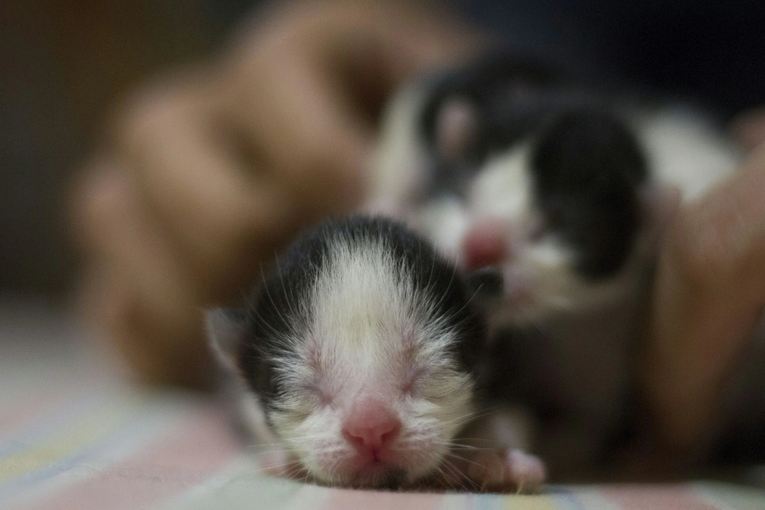 Developing Your Own Kitten College