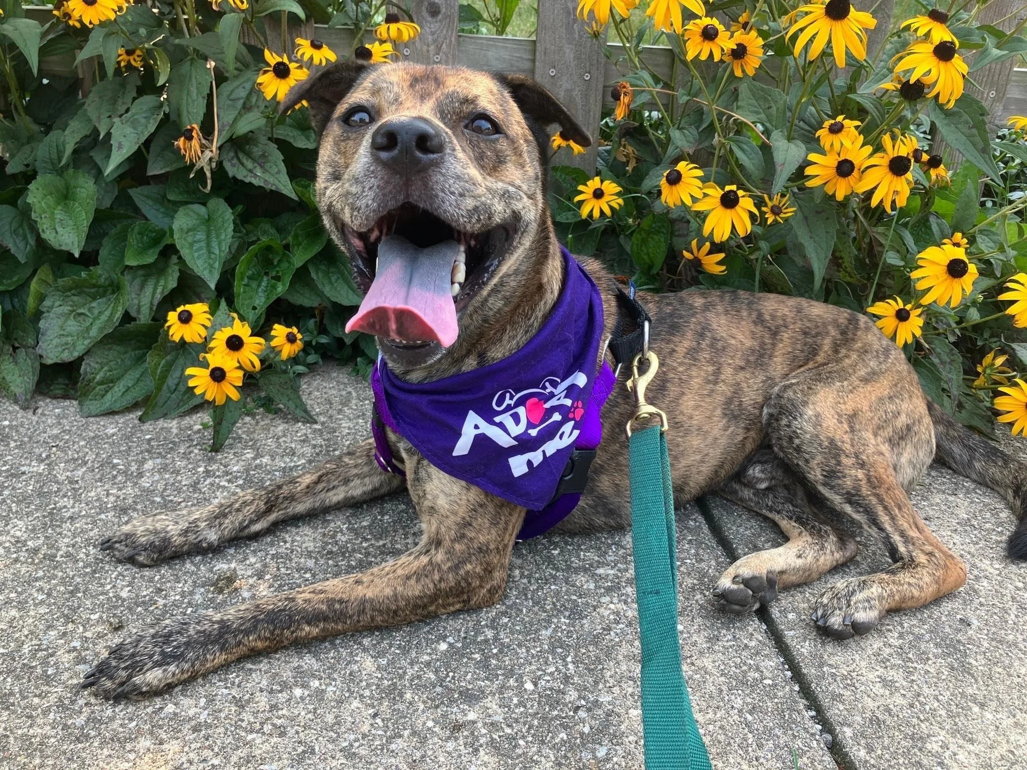🐾🎶 Pups, pints &amp; good vibes! Join us at Riverfest on Sunday, Aug. 24 at Collision Bend Brewing for a day packed with live music, local rescues, patio games, and delicious food &amp; drink specials &mdash; all to help clear the shelters. 🐶❤️ A 