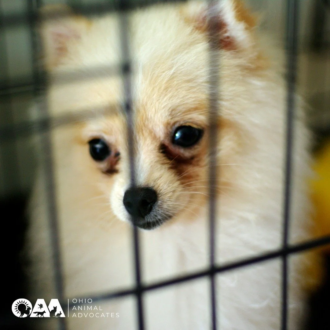 🐾 Puppy mills = cruelty. Ohio ranks #2 in the nation for the worst puppy mills &mdash; and 16 of the country&rsquo;s worst are right here in our state.

S.B. 232 can change that by requiring trained vets for surgeries, restoring unannounced inspecti