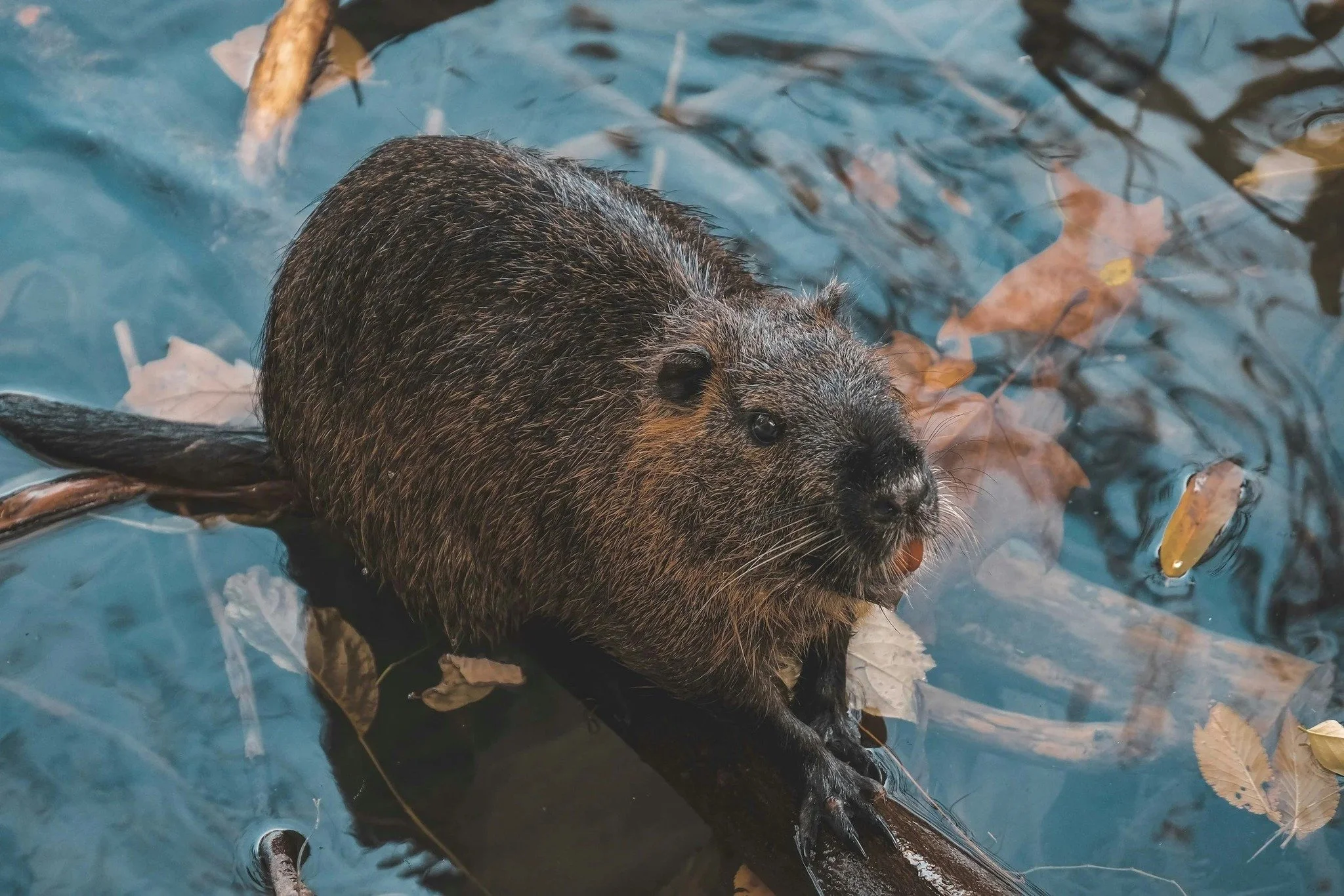 🌊🐾 Good news from Vermont!
An innovative &ldquo;beaver deceiver&rdquo; device has replaced cruel drowning traps &mdash; saving beaver lives and preventing flooding, all at a fraction of the cost. 💚

Beavers aren&rsquo;t pests &mdash; they&rsquo;re