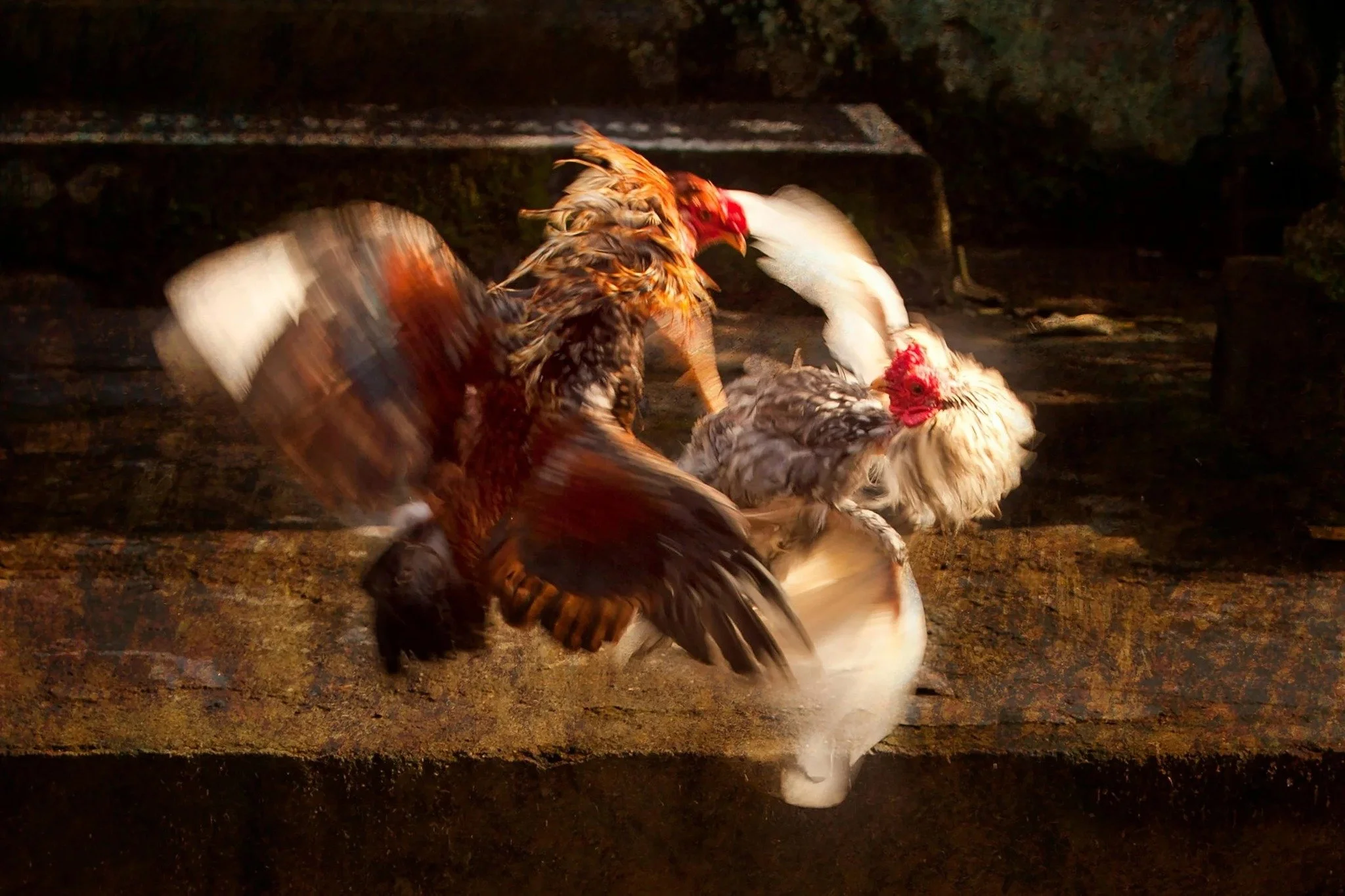 Stop Cruel Cockfighting in Ohio
Earlier this summer, 239 birds were rescued from a brutal cockfighting operation in Lorain County&mdash;the fourth case this year. Despite being illegal, cockfighting continues across Ohio, highlighting the urgent need