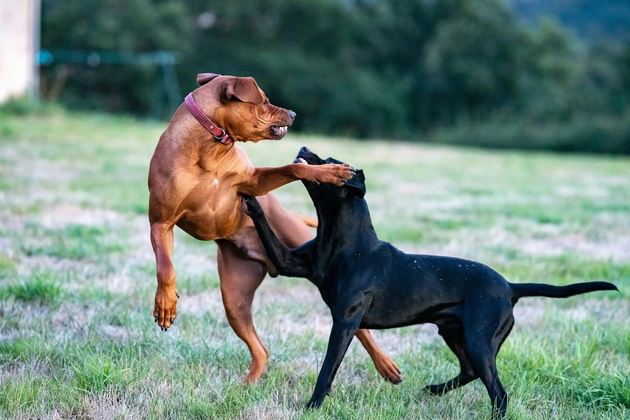 Ohio Man Pleads Guilty to Dogfighting

Joel Brown of Franklin County has pleaded guilty to federal dogfighting and drug crimes after authorities found 11 dogs chained outdoors, training equipment, and methamphetamine at his property. This case highli