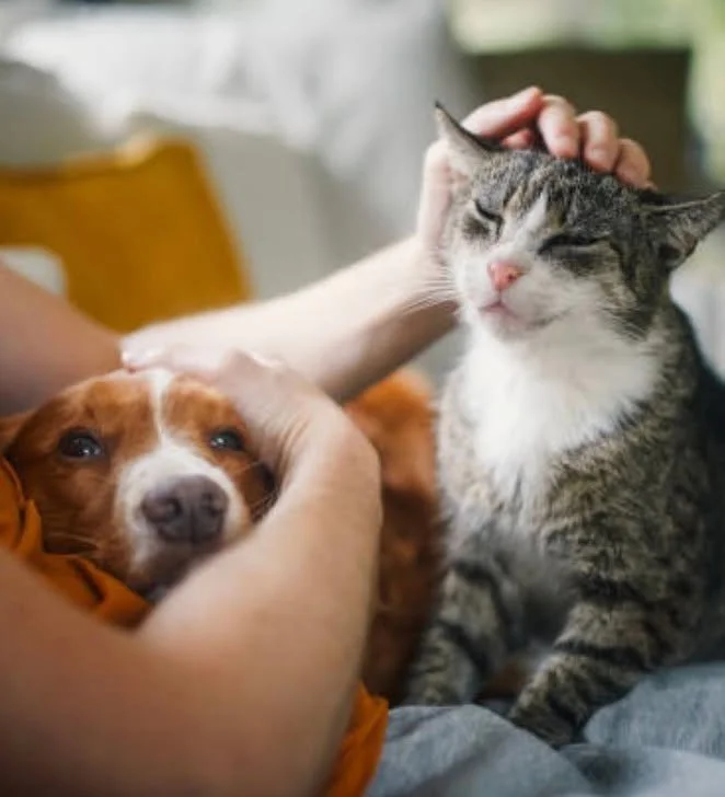📢 Big news from Mexico City: animals are no longer considered property&mdash;they&rsquo;re now legally recognized as sentient beings. 🐾 This landmark change requires divorce agreements to include pet care plans, ensuring animals&rsquo; needs are re