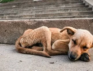 💔 Leonidas&rsquo;s tragic death is a reminder that Ohio&rsquo;s animal cruelty laws don&rsquo;t go far enough. S.B. 64 would strengthen protections and prevent abusers from owning pets again.

Honor Leonidas&rsquo;s memory&mdash;learn more + take ac