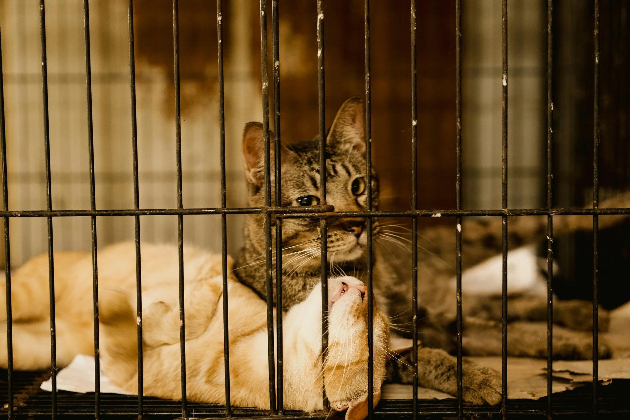 🚨 75 animals have been rescued from a heartbreaking hoarding case in Ashtabula County. The shelter is now over capacity and urgently needs help. 🐾

✅ Adopt or foster
✅ Donate supplies or funds
✅ Volunteer your time
✅ Speak up for stronger animal pr