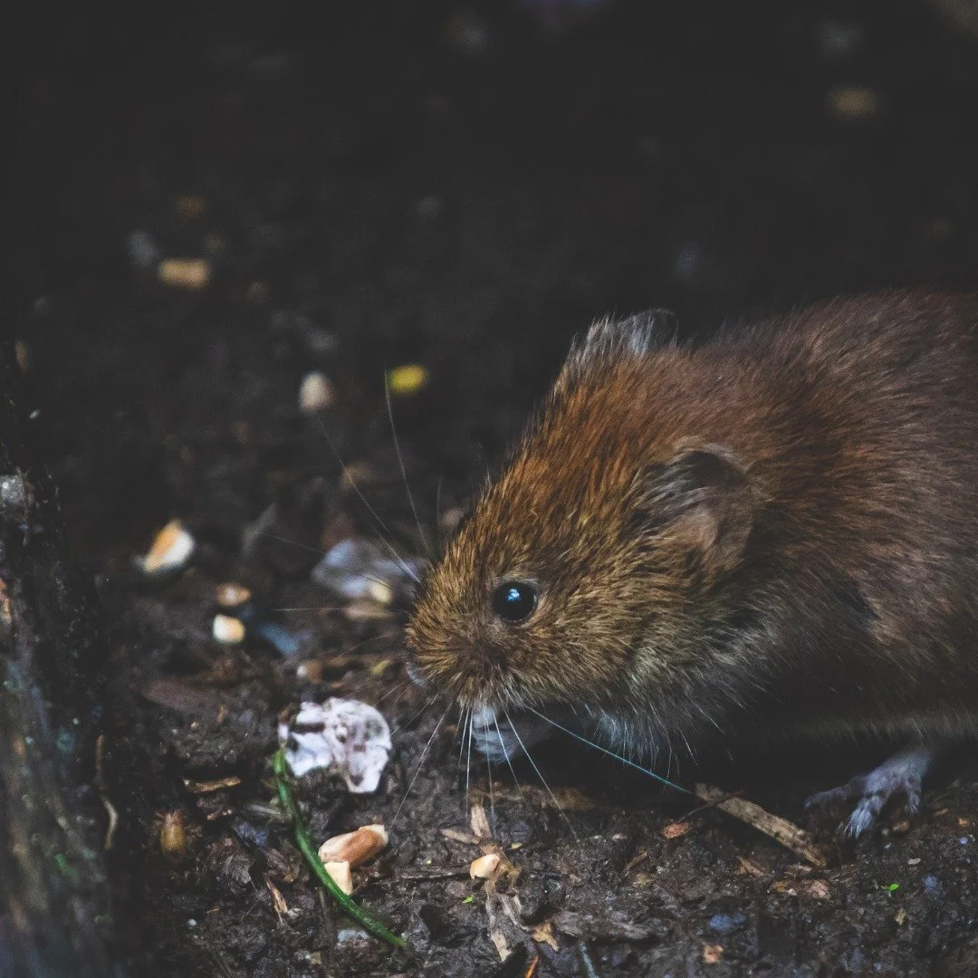 🚨 Hundreds of animals &mdash; and even human bones &mdash; were found in deplorable conditions inside a Canton home. Two people now face felony animal cruelty charges.

Ohio must do better. 🐾 Speak out for stronger protections:
✅ Increase penalties