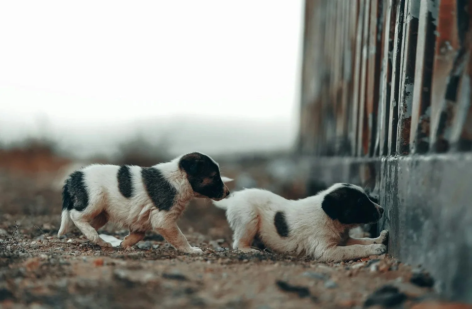 The Grove City Petland store has closed its doors &mdash; but the fight to protect Ohio&rsquo;s dogs continues.

Tell your senator to support S.B. 232 and hold high-volume breeders accountable.
👉 ohioanimaladvocates.org/news or click the link in our