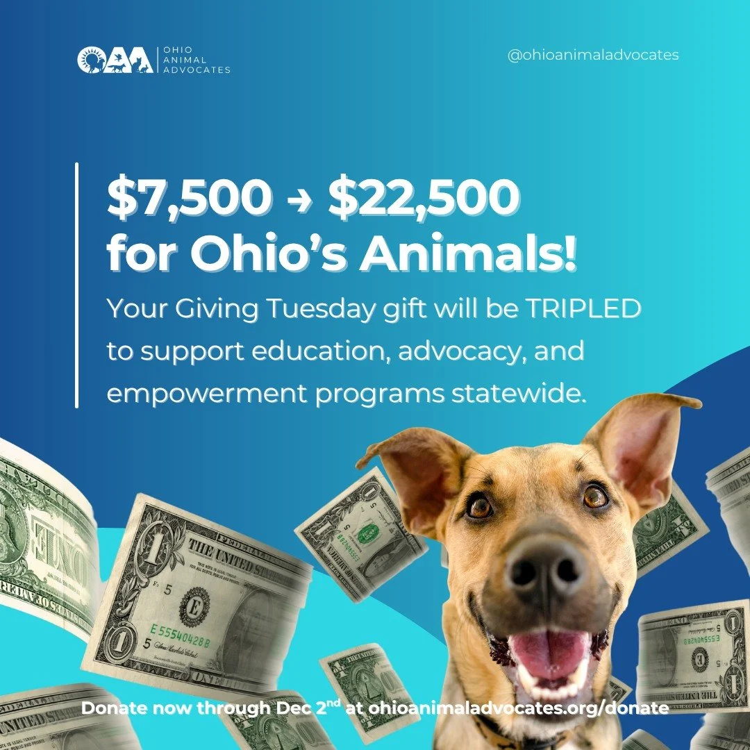 🚨 Big news! This Giving only, your gift goes 3x as far for Ohio&rsquo;s animals! $$$$

Every dollar donated will be TRIPLE matched, helping us protect, advocate, and create a more humane Ohio. Don&rsquo;t miss your chance to make 3x the impact!

👉 