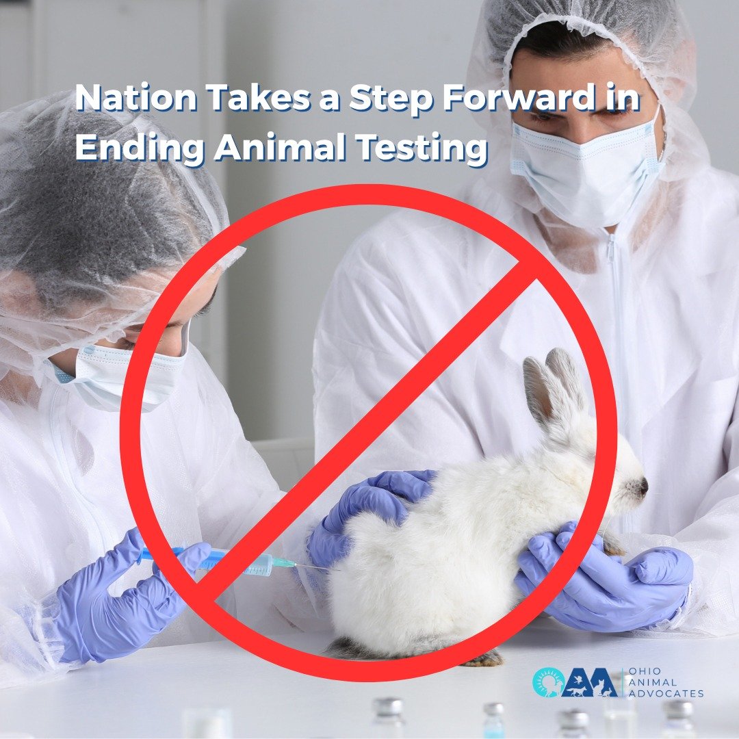 Progress is happening at the federal level! The FDA is moving toward non-animal testing methods &mdash; a huge step for animal welfare. 🧪🐶🐱 

Learn more and take action to support the FDA Modernization 3.0 Act. 
ohioanimaladvocates.org/news

#Anim