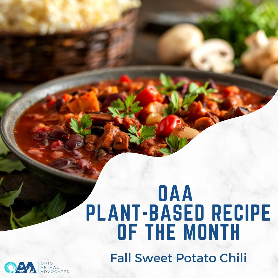 Warm up this season with compassion in every bite. 🧡🌶️
Our Fall Sweet Potato Chili is hearty, nourishing, and 100% plant-based &mdash; proof that comfort food can be kind to animals and the planet.

Try the recipe and tag us when you make it! 🍲 
o