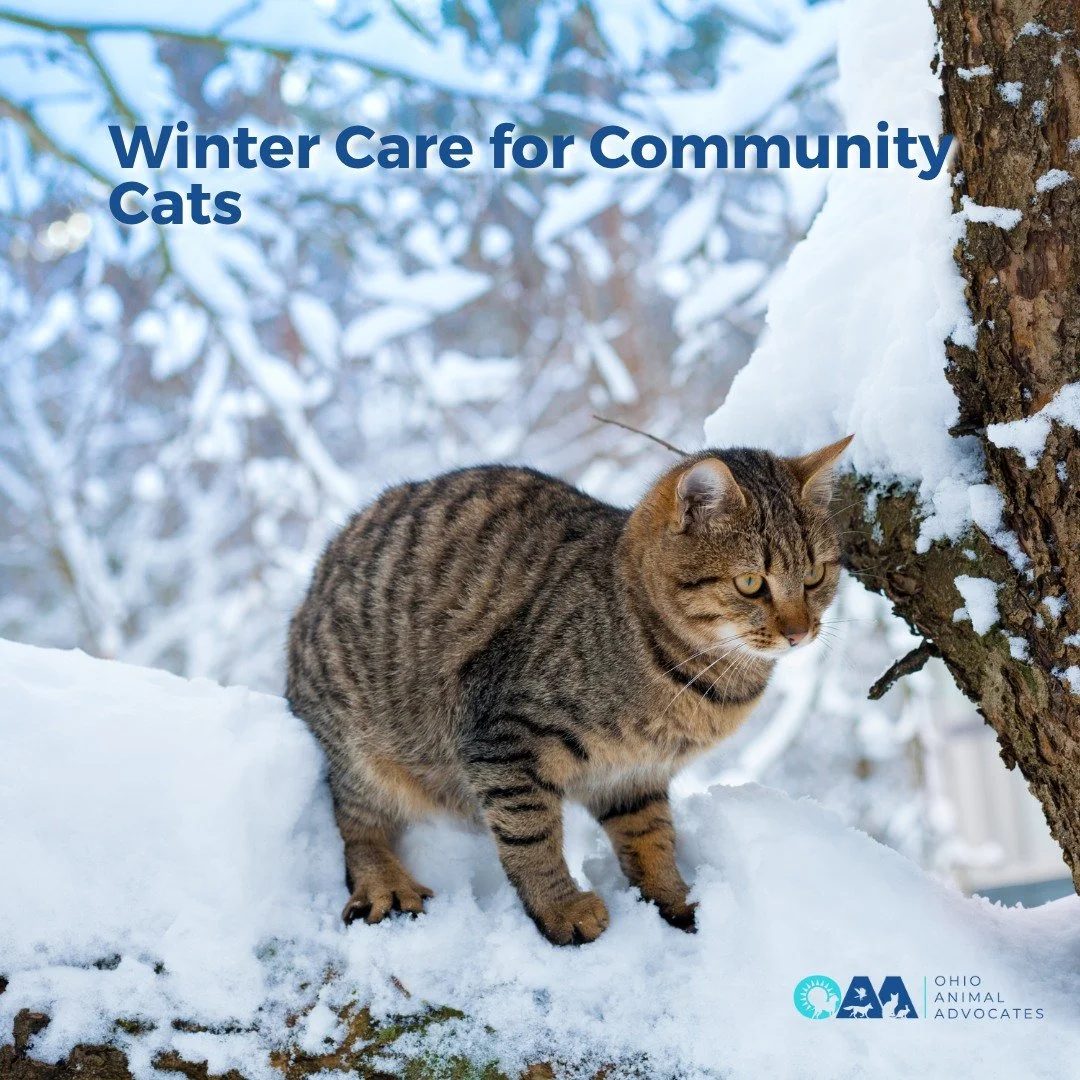 Cold weather is tough on community cats. ❄️ Check out our updated Winter Care Guide, featuring expert tips from Riggi Rescue and OAA Board Member Chris Riggi, to help keep outdoor cats warm this season.

Learn more at ohioanimaladvocates.org/news