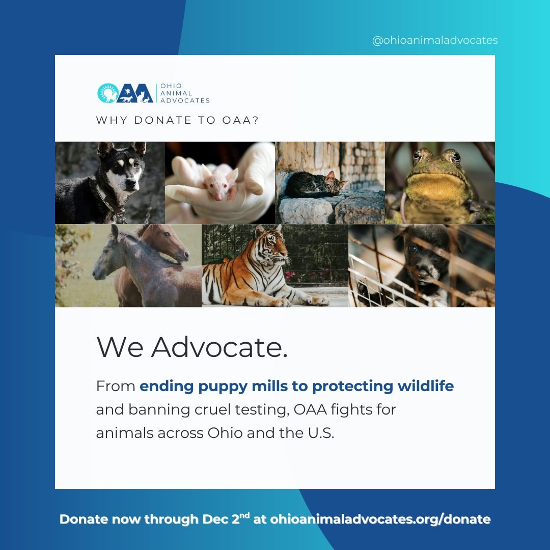 Advocacy makes change possible. 💪🐴

OAA&rsquo;s newest focus area&mdash;Equine Welfare&mdash;addresses the unique challenges horses face in Ohio. From stronger laws to compassionate care, we&rsquo;re standing up for these incredible animals.

Join 