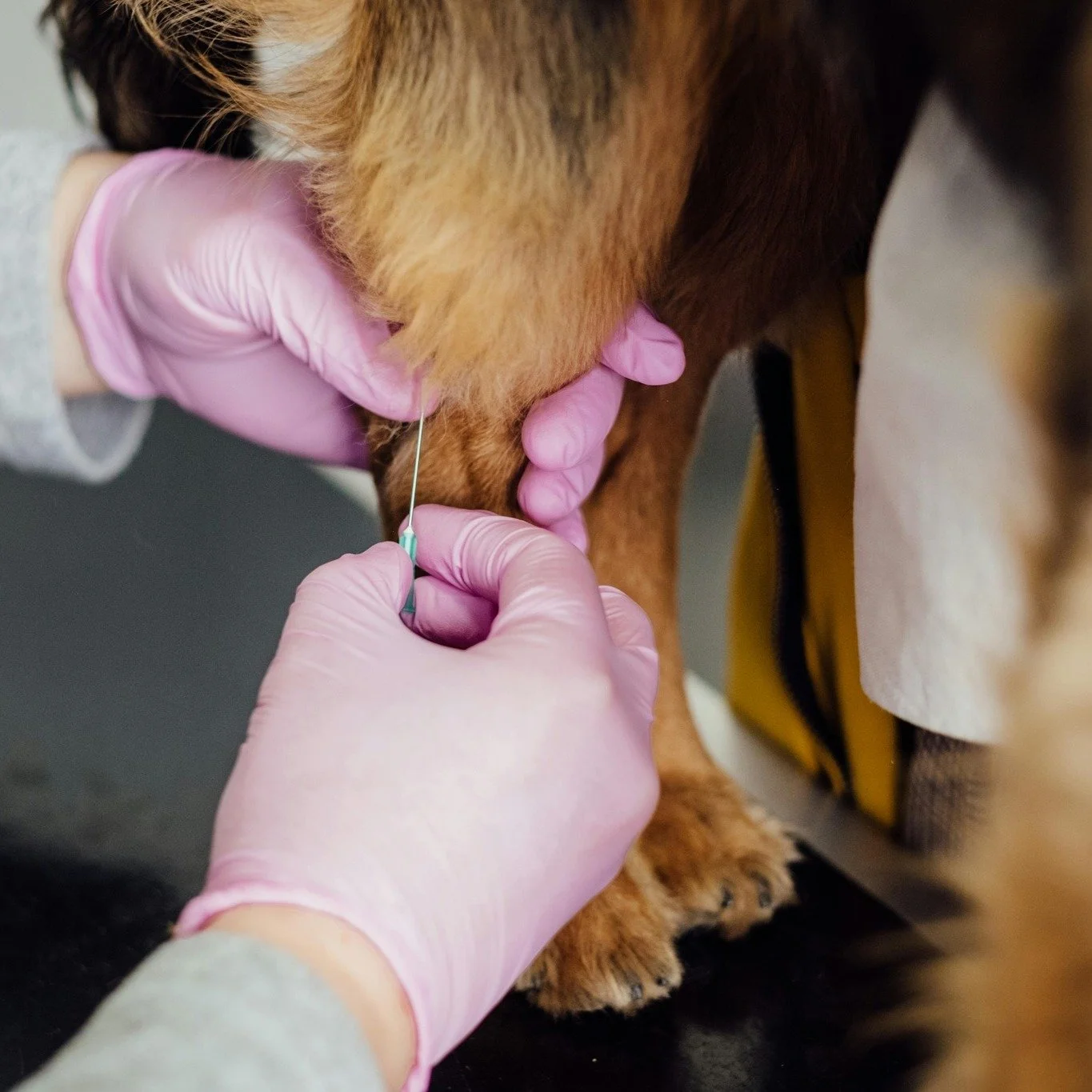 NIH pledged to reduce animal testing &mdash; yet millions in new dog experiments were just approved. Urge your senators to support the FDA Modernization 3.0 Act (S. 355) for humane, human-relevant research.

Read more at ohioanimaladvocates.org/news/