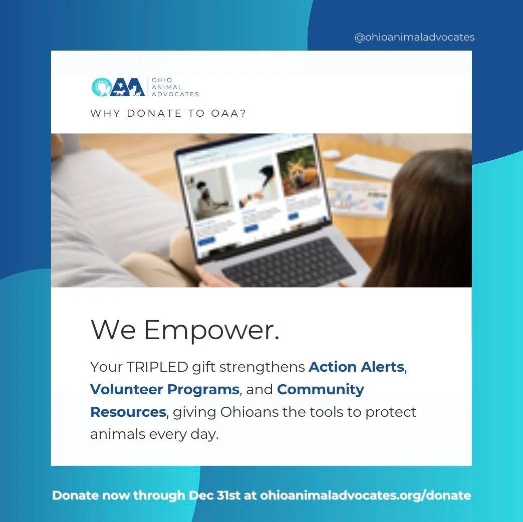 💪 This #GivingTuesday, your TRIPLED gift powers action!

You&rsquo;ll help expand our Action Alerts, volunteer network, and resource hub, giving Ohioans the tools to protect animals every day. 🐾

🎁 Triple your impact today at ohioanimaladvocates.o