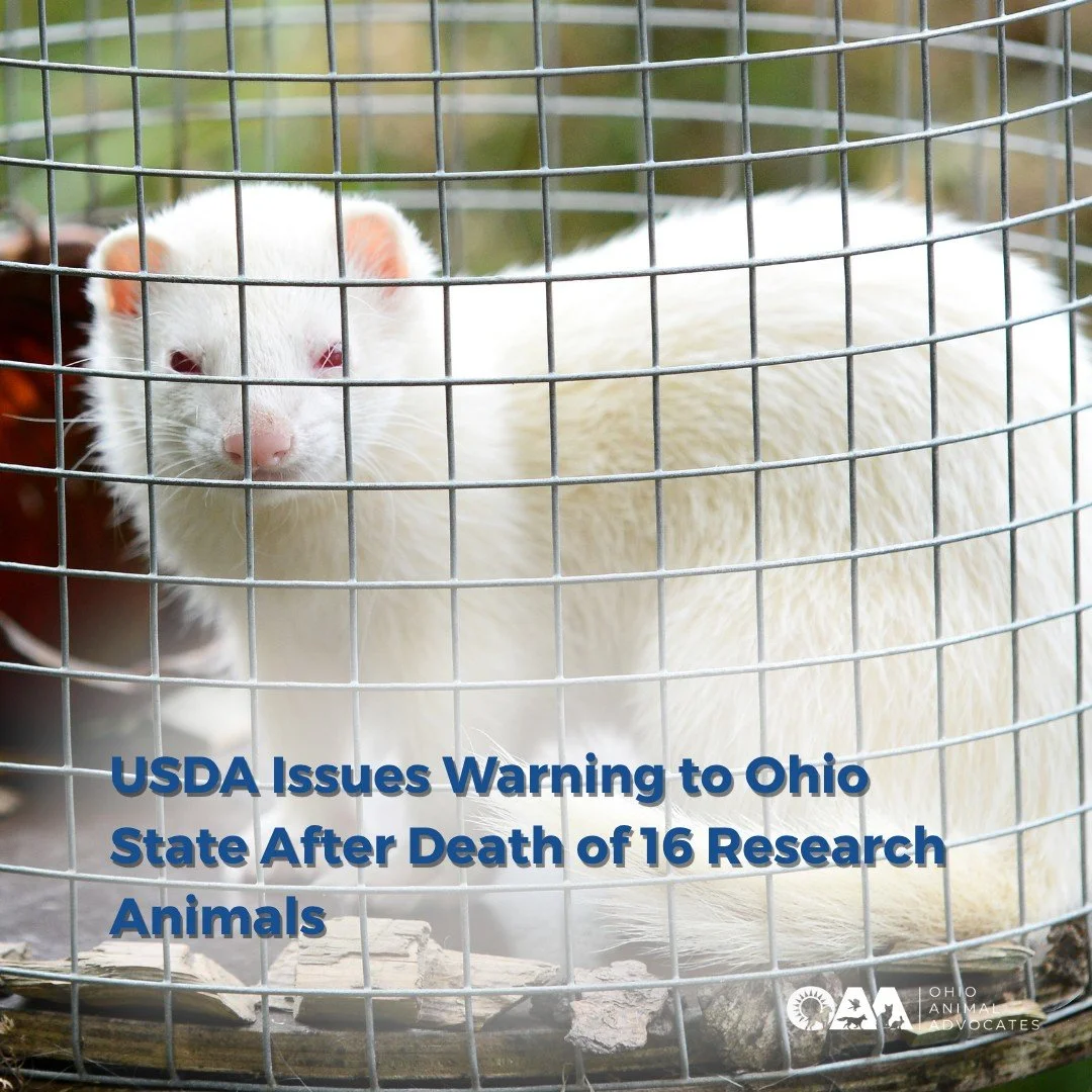 16 animals lost their lives in OSU research labs this year. 💔
It&rsquo;s time to modernize science &mdash; and protect animals from needless suffering.

💙 Take action: Tell Congress to support the FDA Modernization 3.0 Act for non-animal testing al