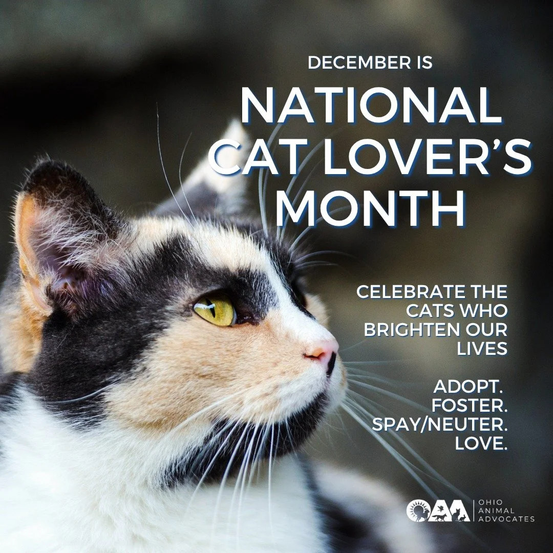 🐱 December is National Cat Lovers' Month! Celebrate by supporting TNR, adopting, or helping a local cat in need.

Triple match alert! Donate by December 31 and your gift goes 3&times; as far to protect animals across Ohio. Donate at ohionanimaladvoc
