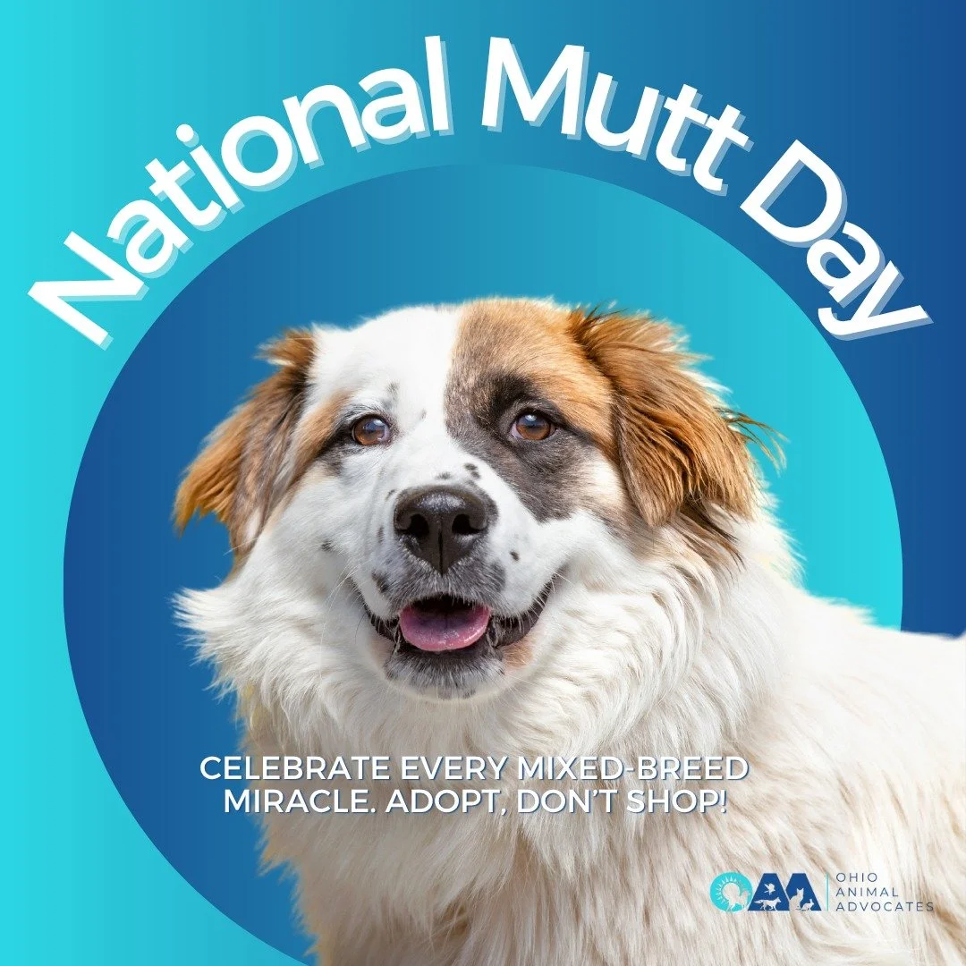 Happy National Mutt Day! Celebrate mixed-breed magic. Adopt, foster, or share a photo of your favorite mutt.

Triple match alert! Donate by December 31 and your gift goes 3&times; as far to protect animals across Ohio. Donate at ohionanimaladvocates.