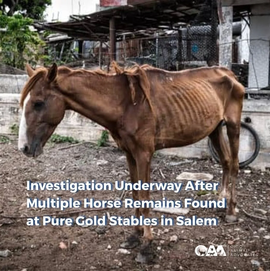 💔 Four deceased horses were recently found at a Salem, Ohio stable, highlighting the urgent need for stronger equine welfare protections. Learn more about the investigation and how you can take action to protect horses across Ohio.

👉 Ban dangerous