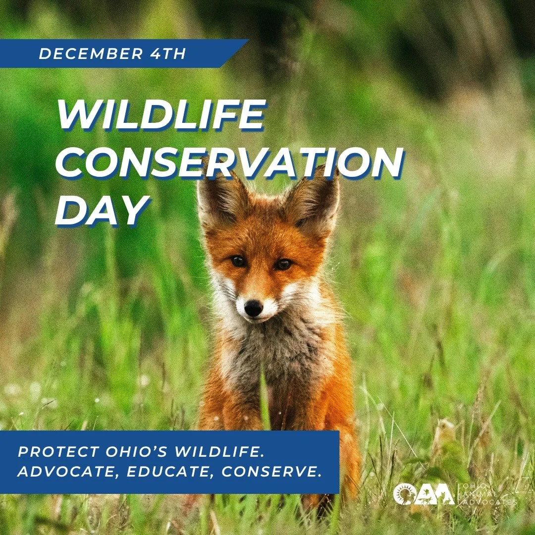 🌎 It&rsquo;s Wildlife Conservation Day! Protect Ohio&rsquo;s wildlife by learning, advocating, and speaking up for wild animals.

Triple match alert! Donate by December 31 and your gift goes 3&times; as far to protect animals across Ohio. Donate at 